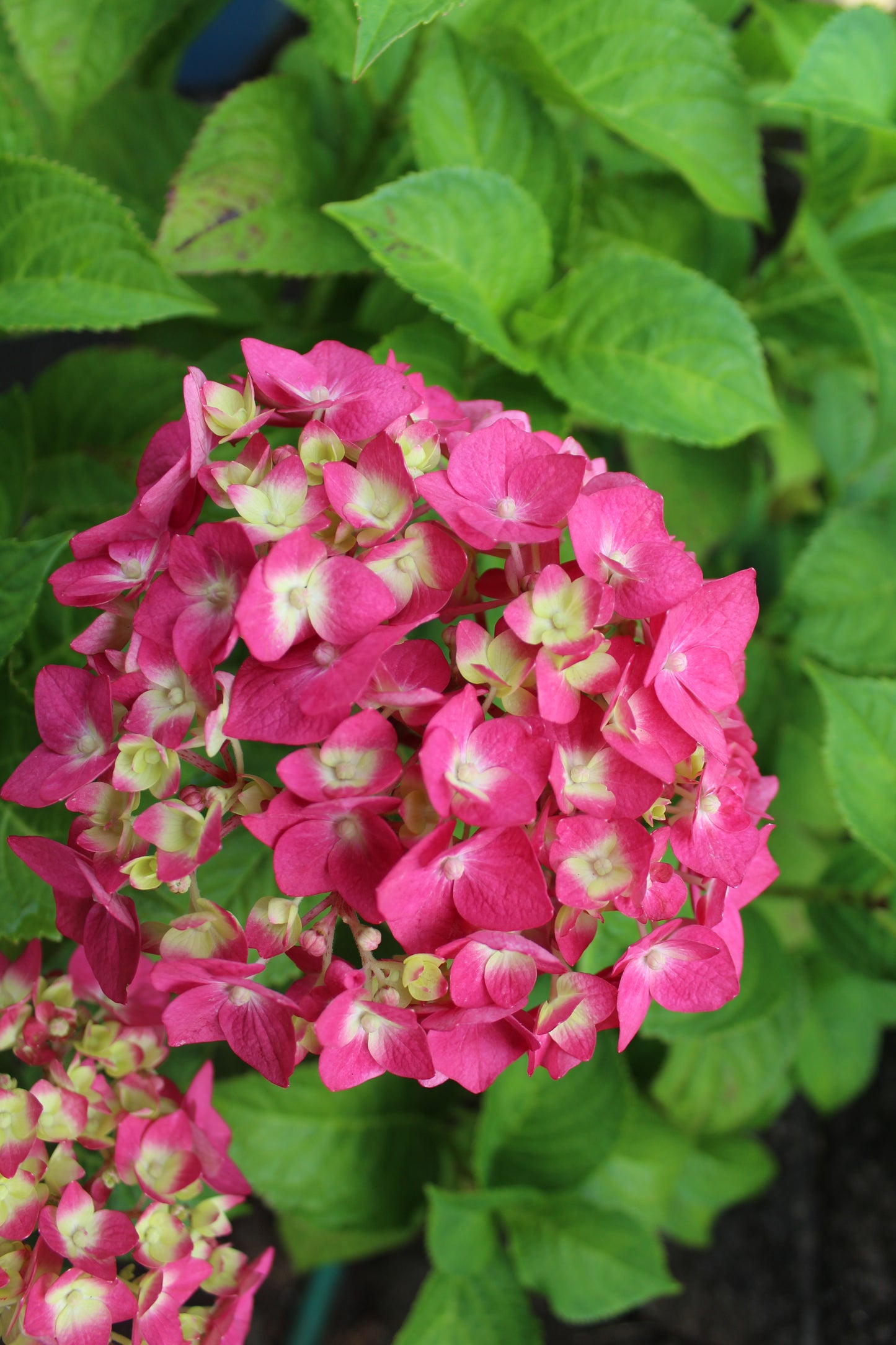 HYDRANGEA M E.S.SUMMER CRUSH 3g