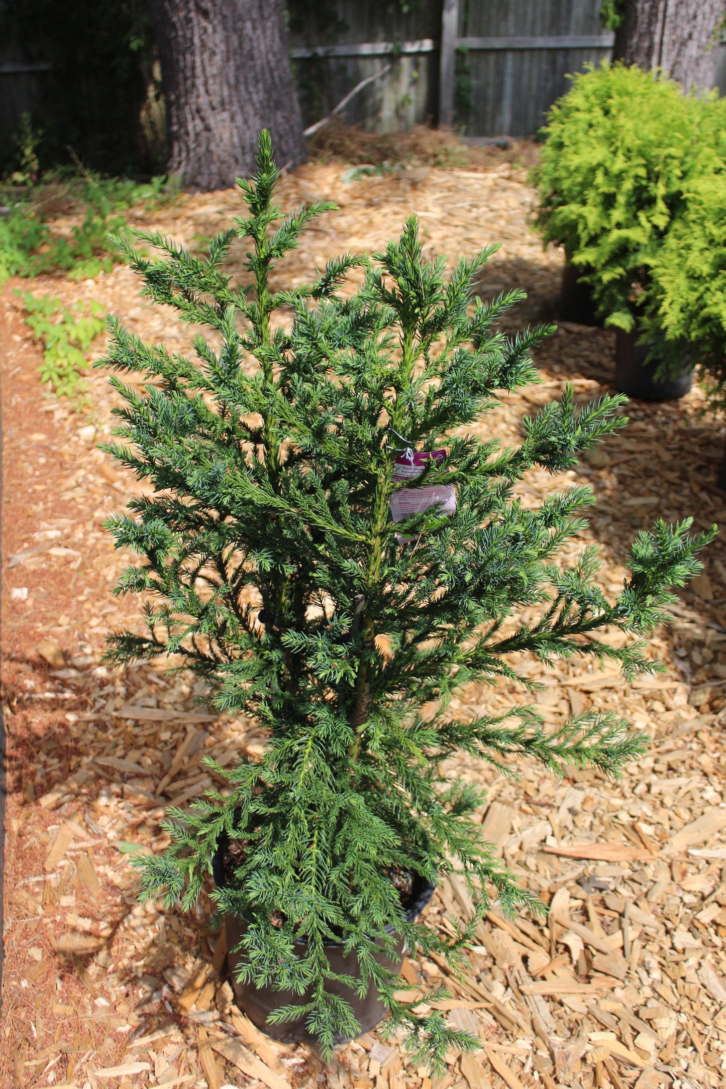 CRYPTOMERIA JAPONICA `BLACK DRAGON 3g
