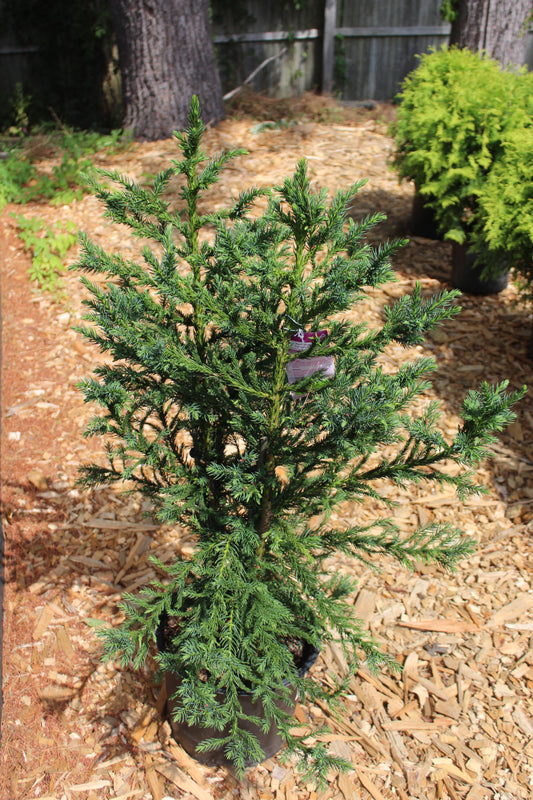 CRYPTOMERIA JAPONICA `BLACK DRAGON 3g