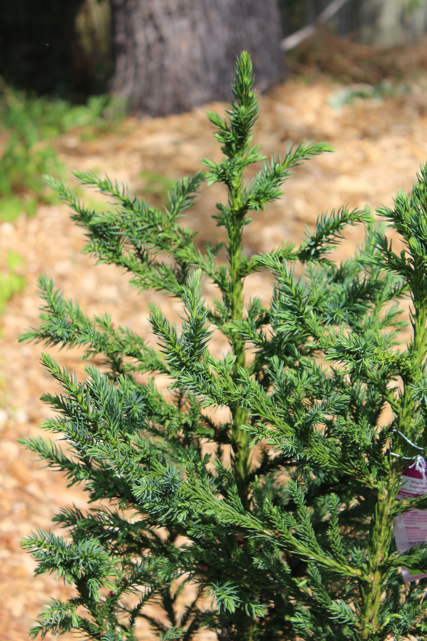 CRYPTOMERIA JAPONICA `BLACK DRAGON 3g