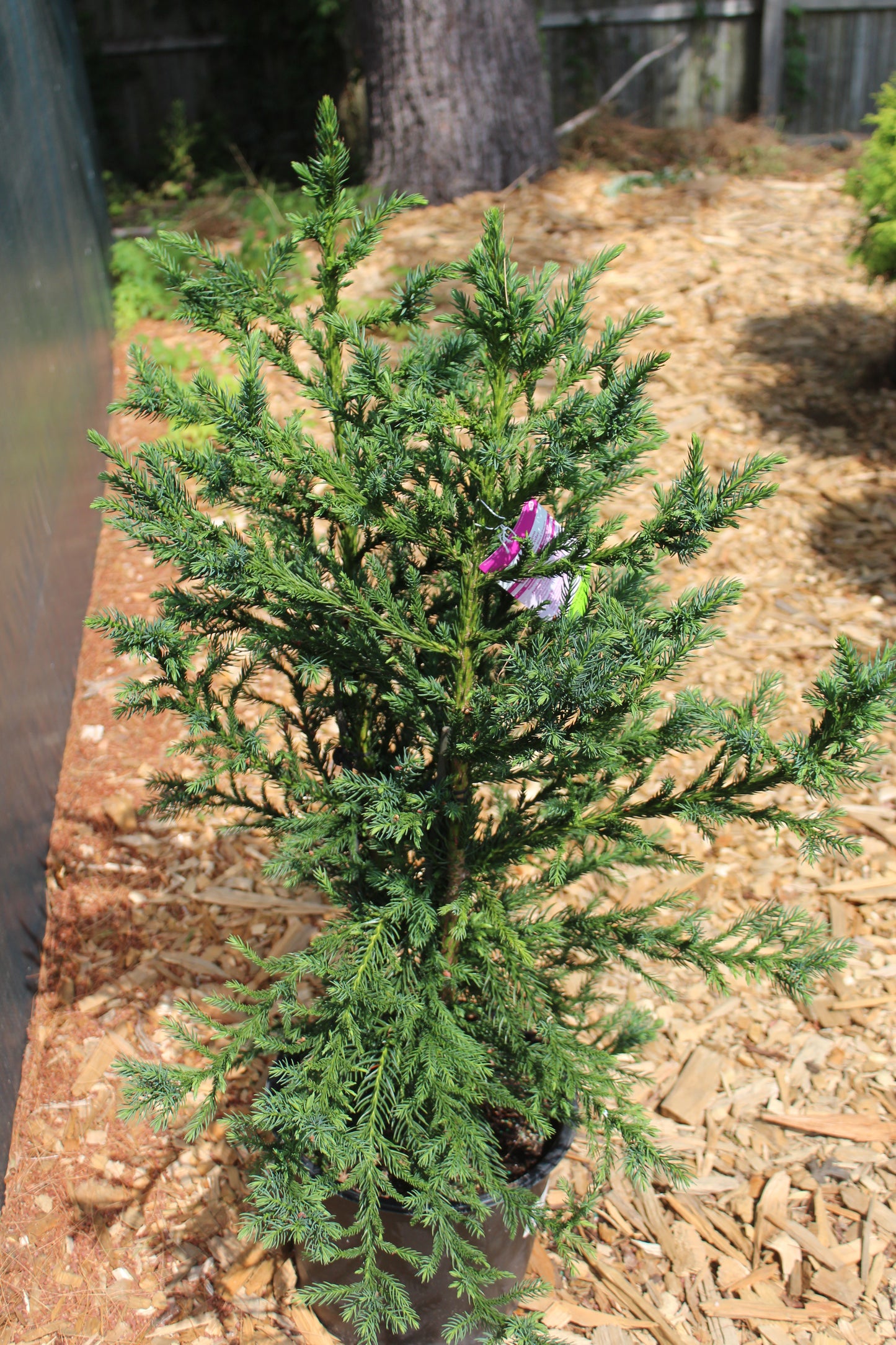 CRYPTOMERIA JAPONICA `BLACK DRAGON 3g