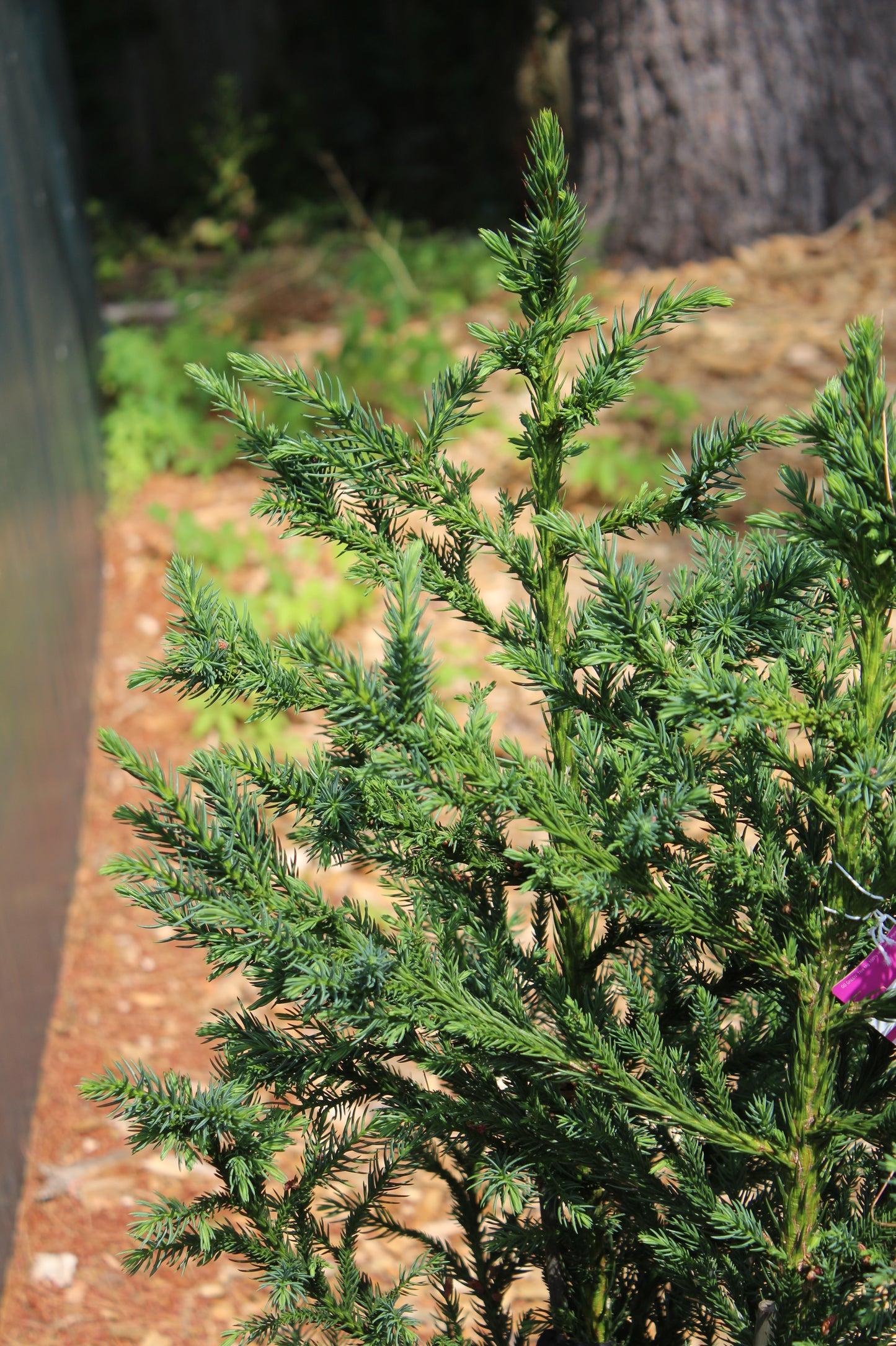 CRYPTOMERIA JAPONICA `BLACK DRAGON 3g
