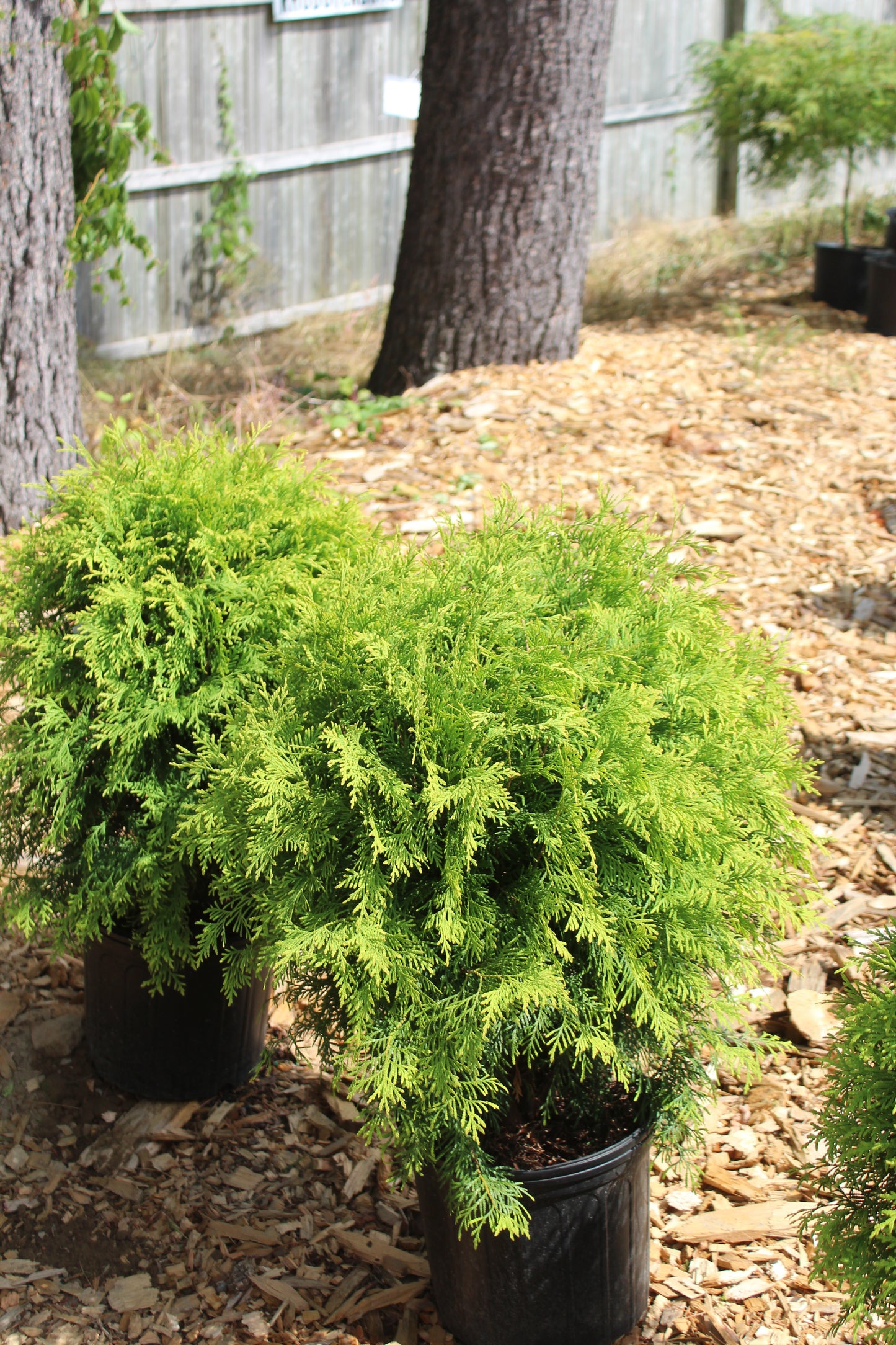 Thuja occidentalis Golden Globe 3g