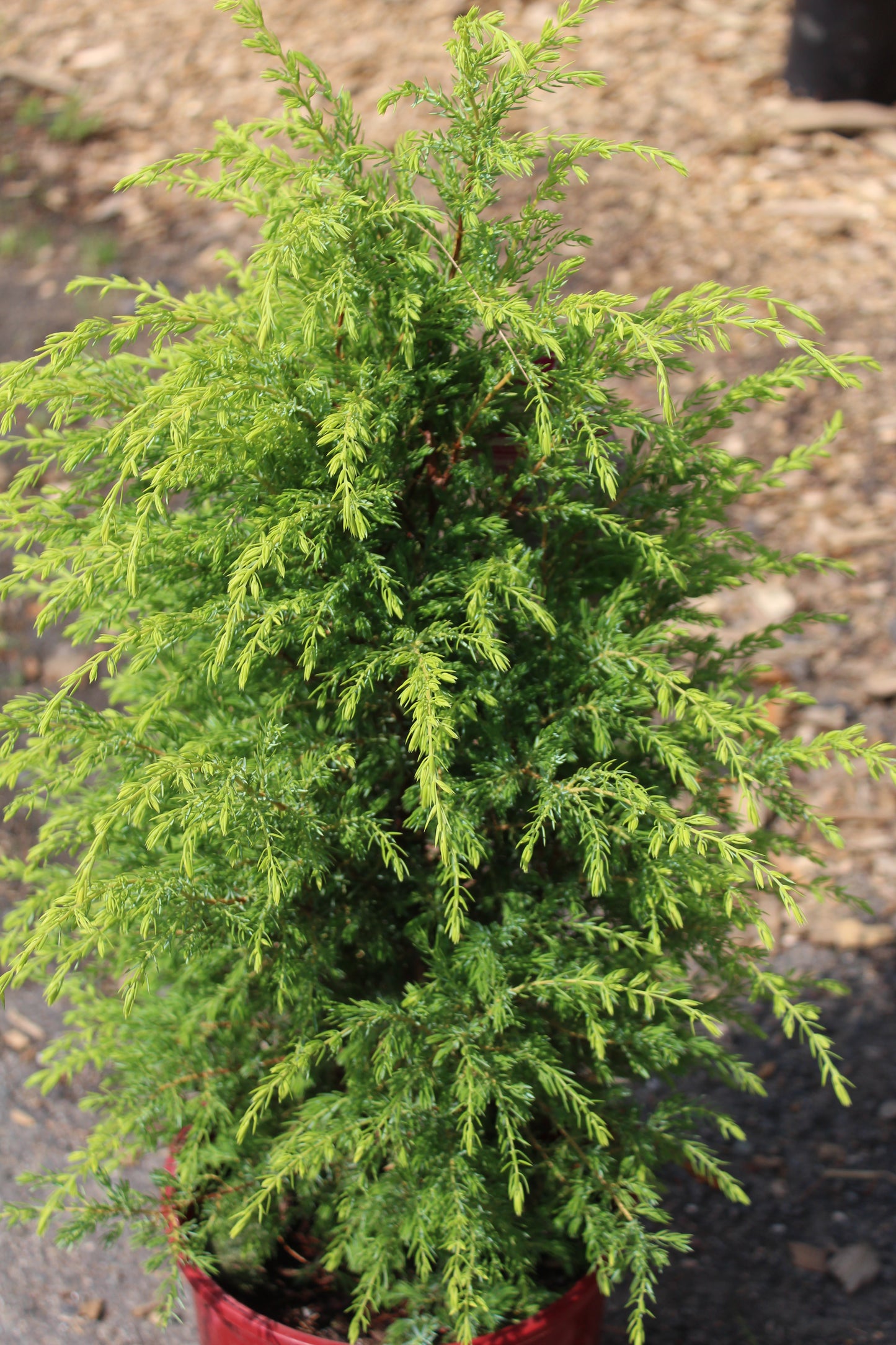 Juniperus  Gold Cone 3g
