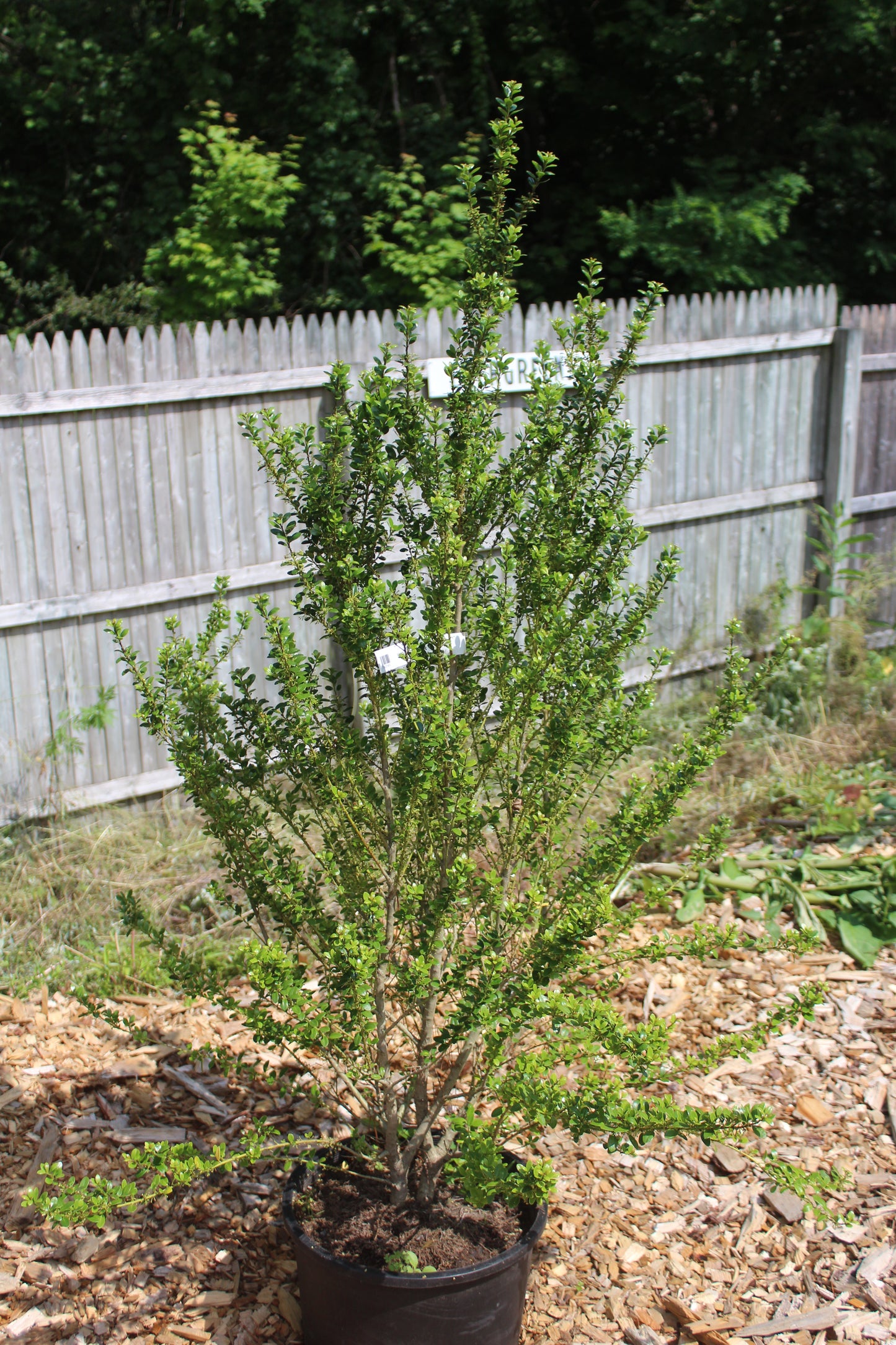 ILEX CRENATA STEEDS 3g