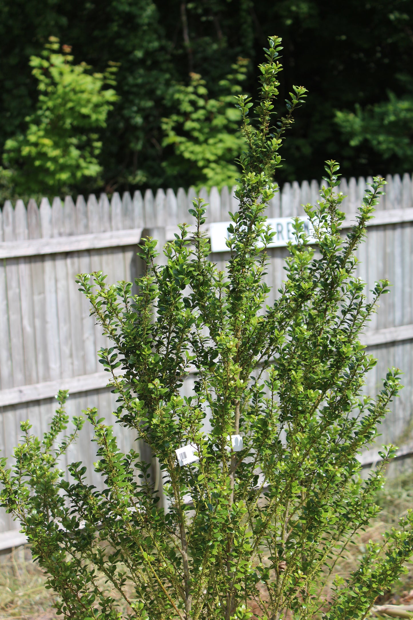 ILEX CRENATA STEEDS 3g