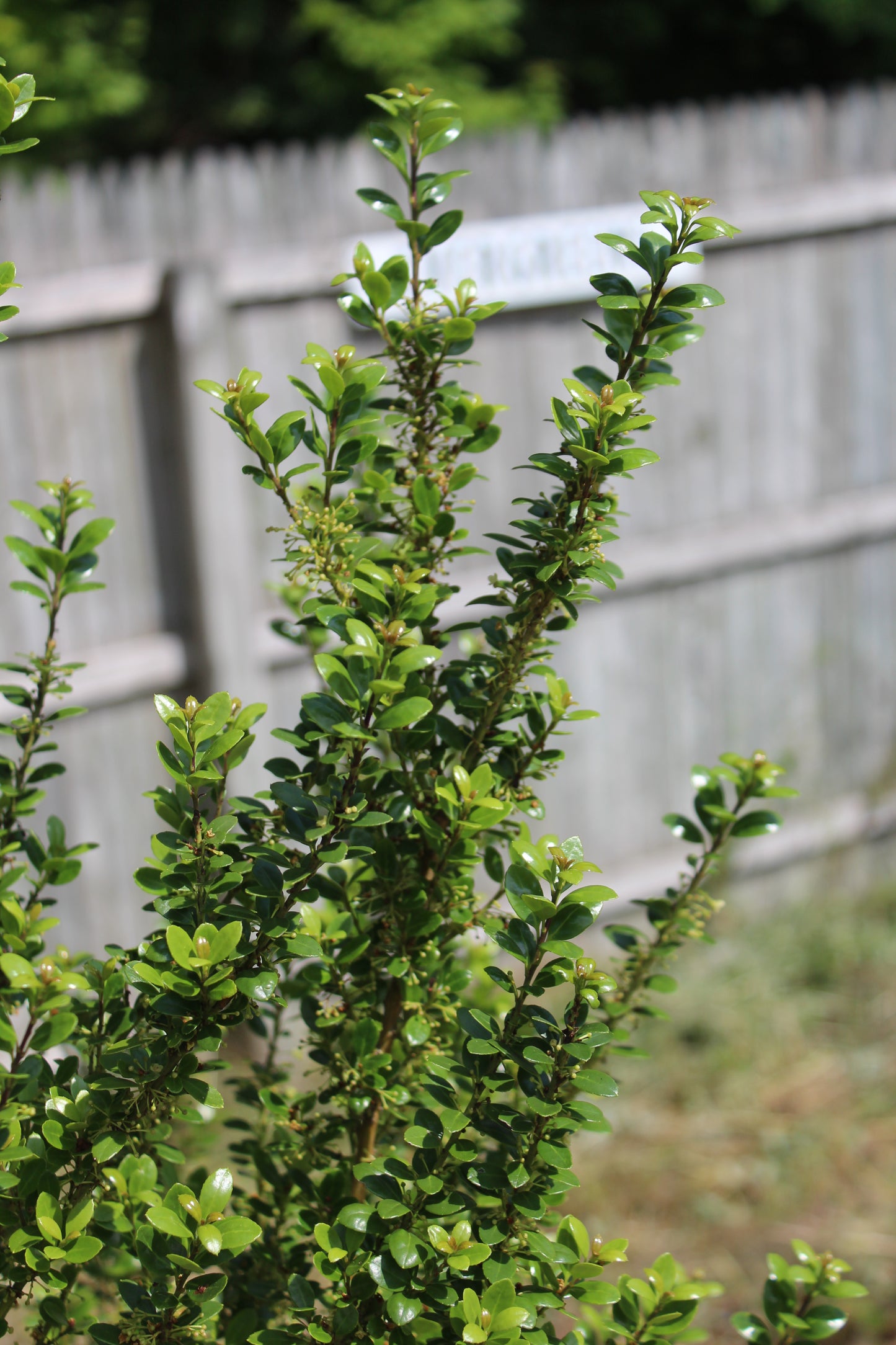 ILEX CRENATA STEEDS 3g
