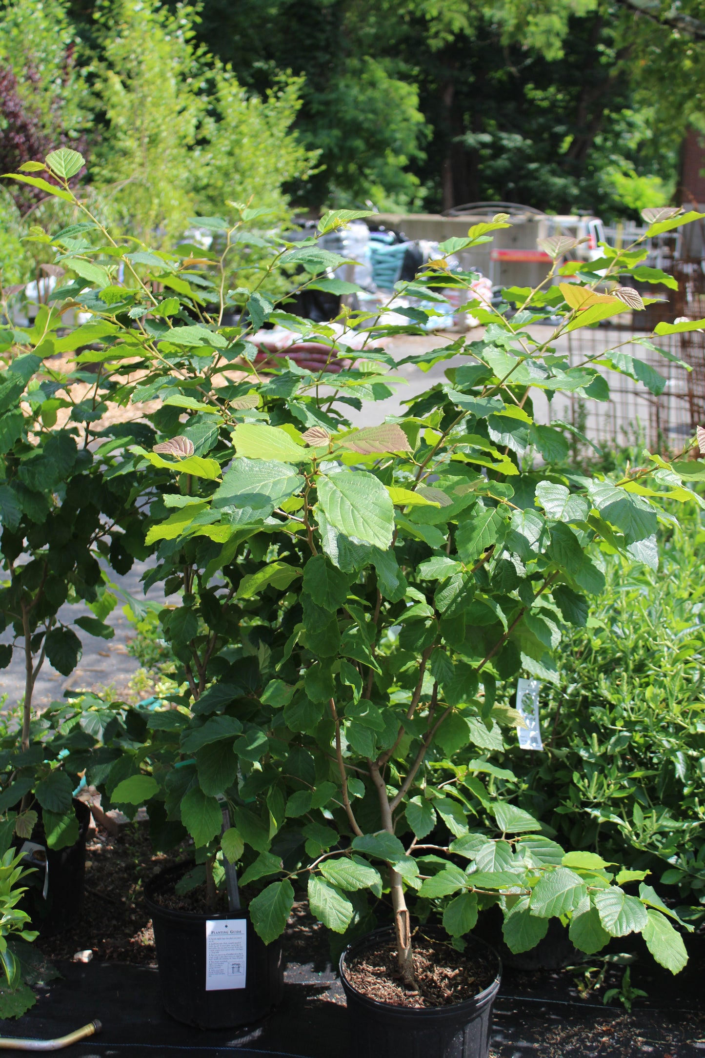 Hamamelis virginiana  3g