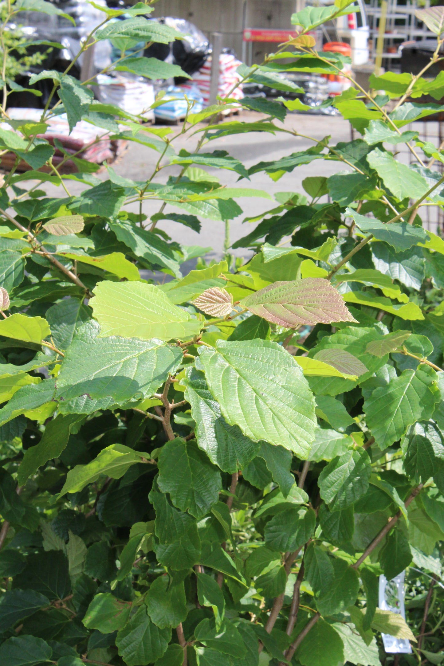 Hamamelis virginiana  3g