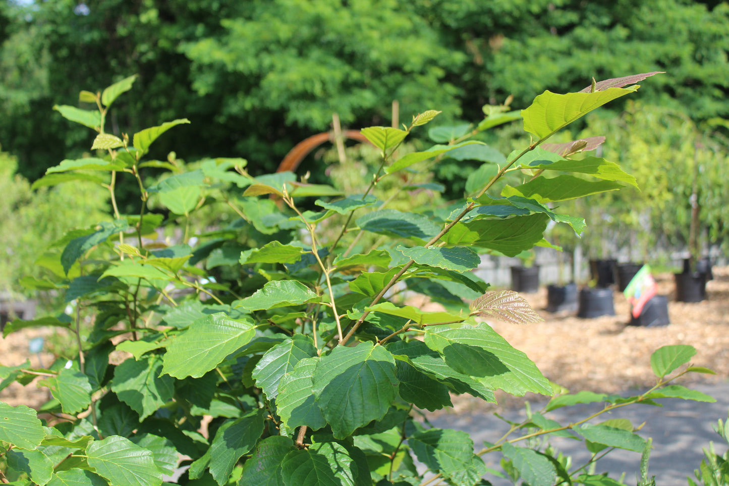 Hamamelis virginiana  3g
