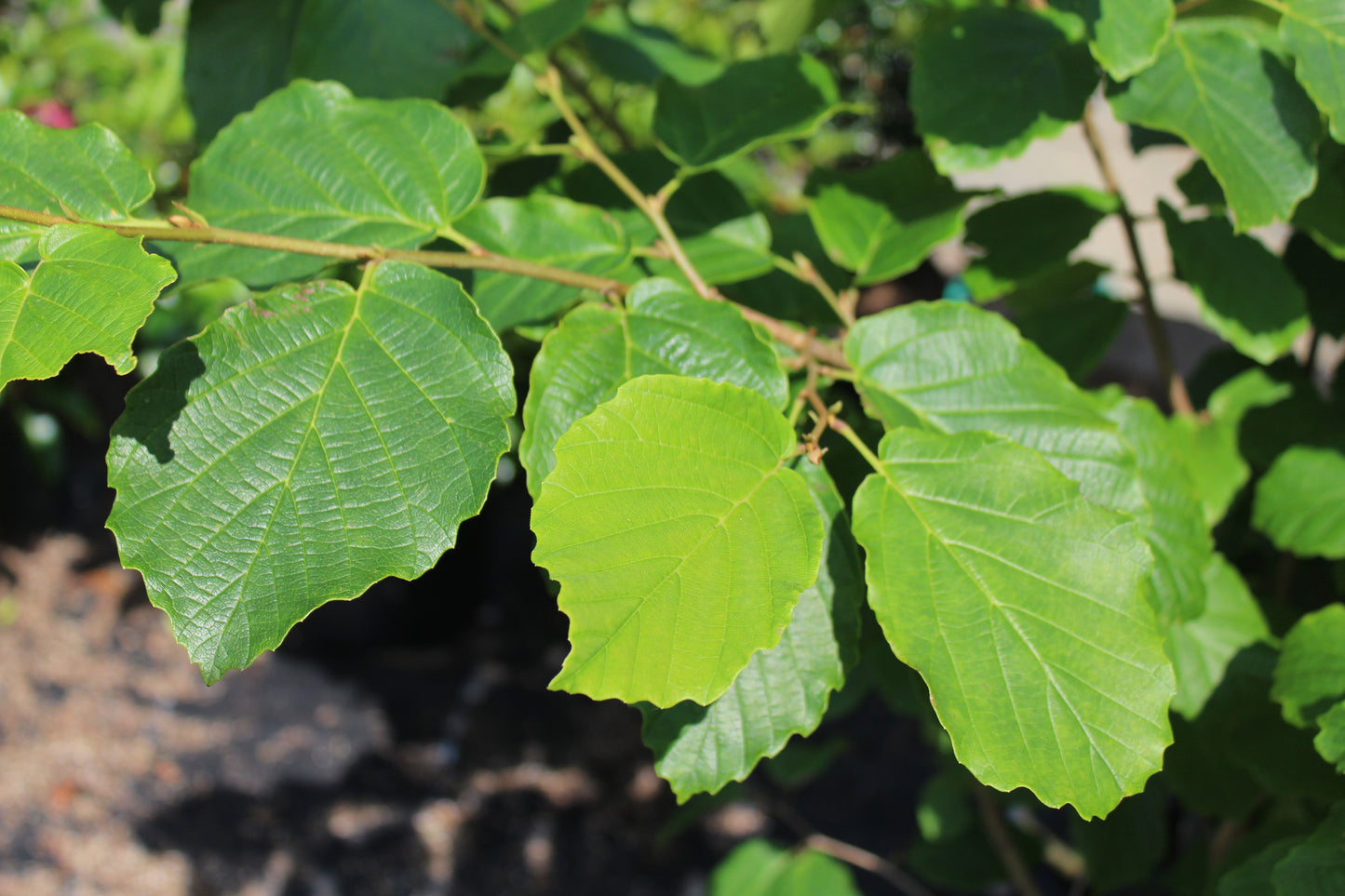 Hamamelis virginiana  3g