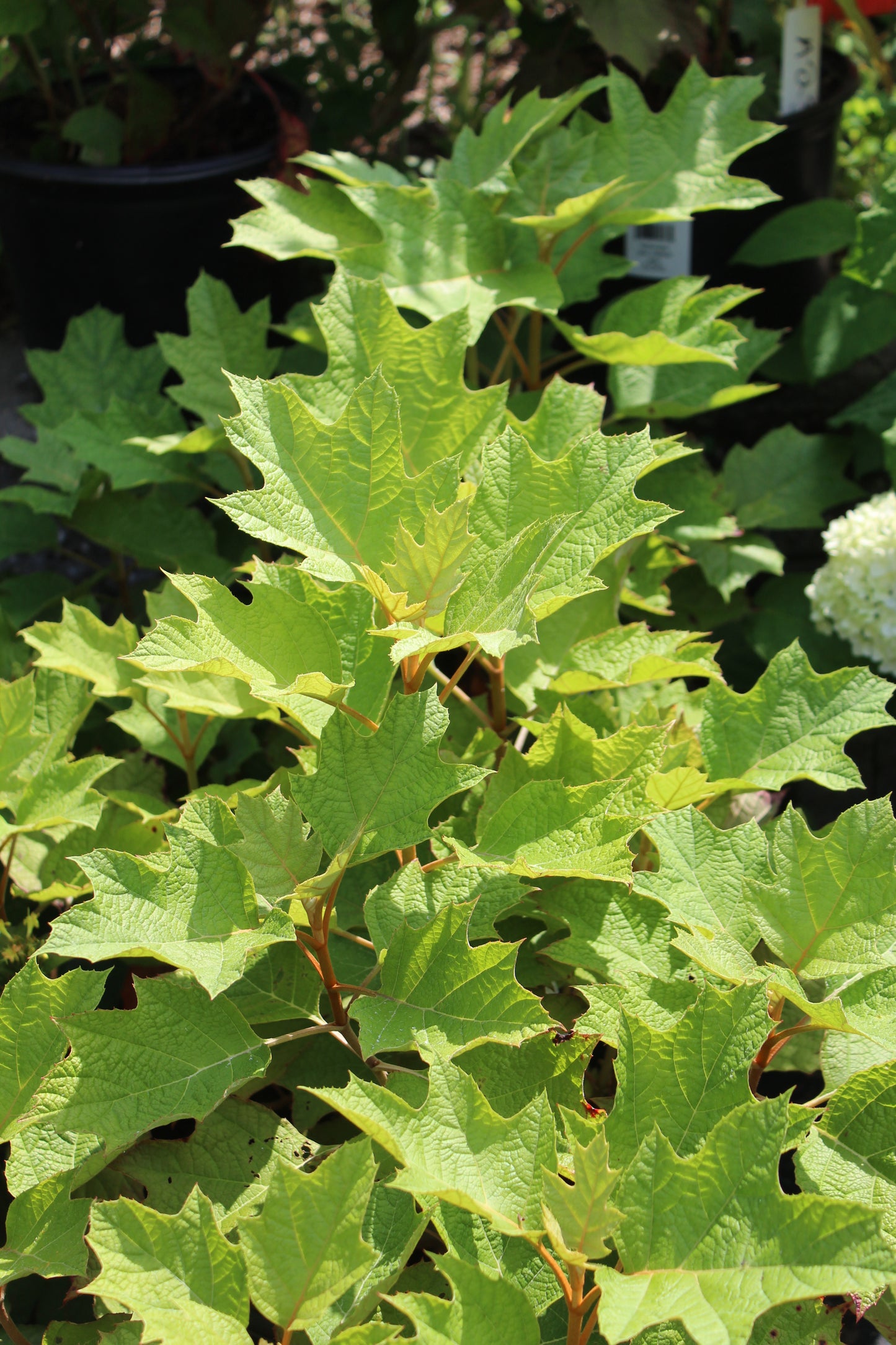 Hydrangea quer Alice 3g