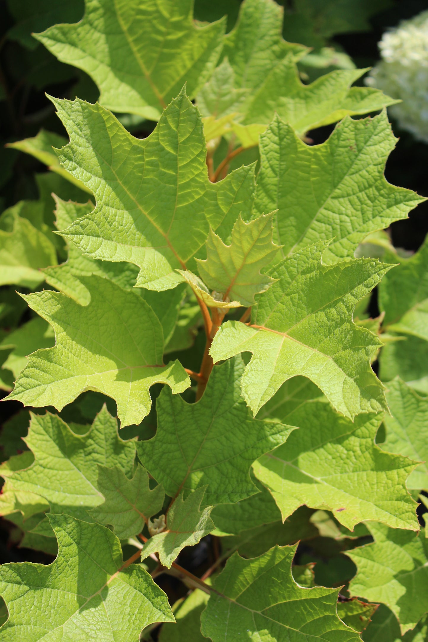 Hydrangea quer Alice 3g