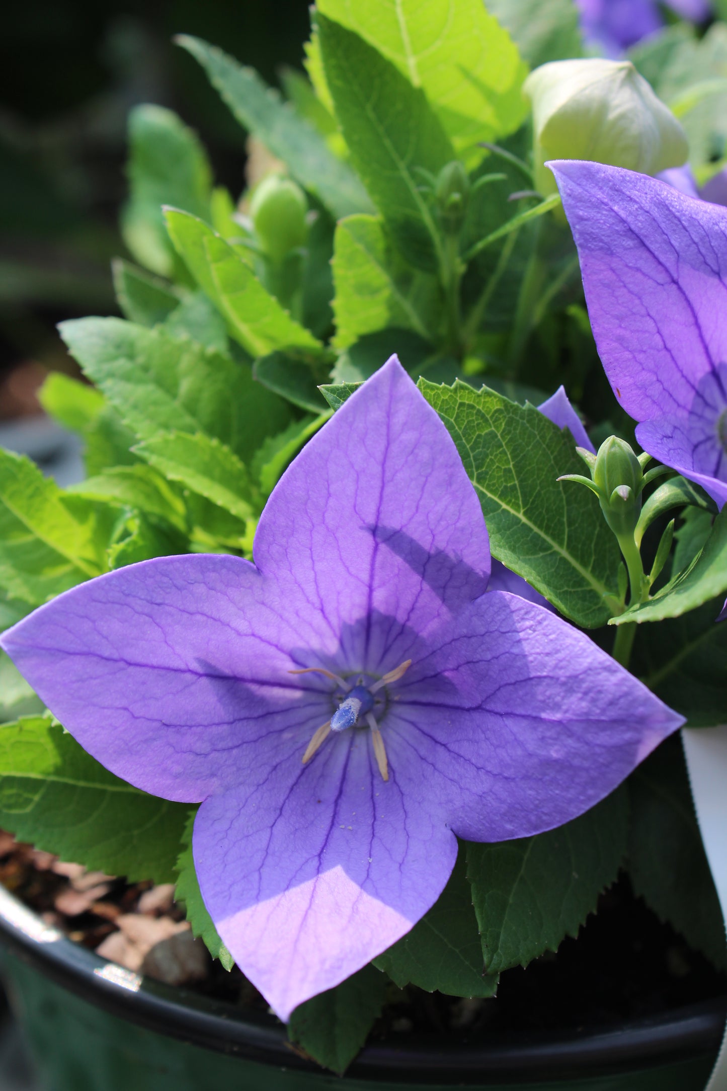 Platycodon Sentimental Blue