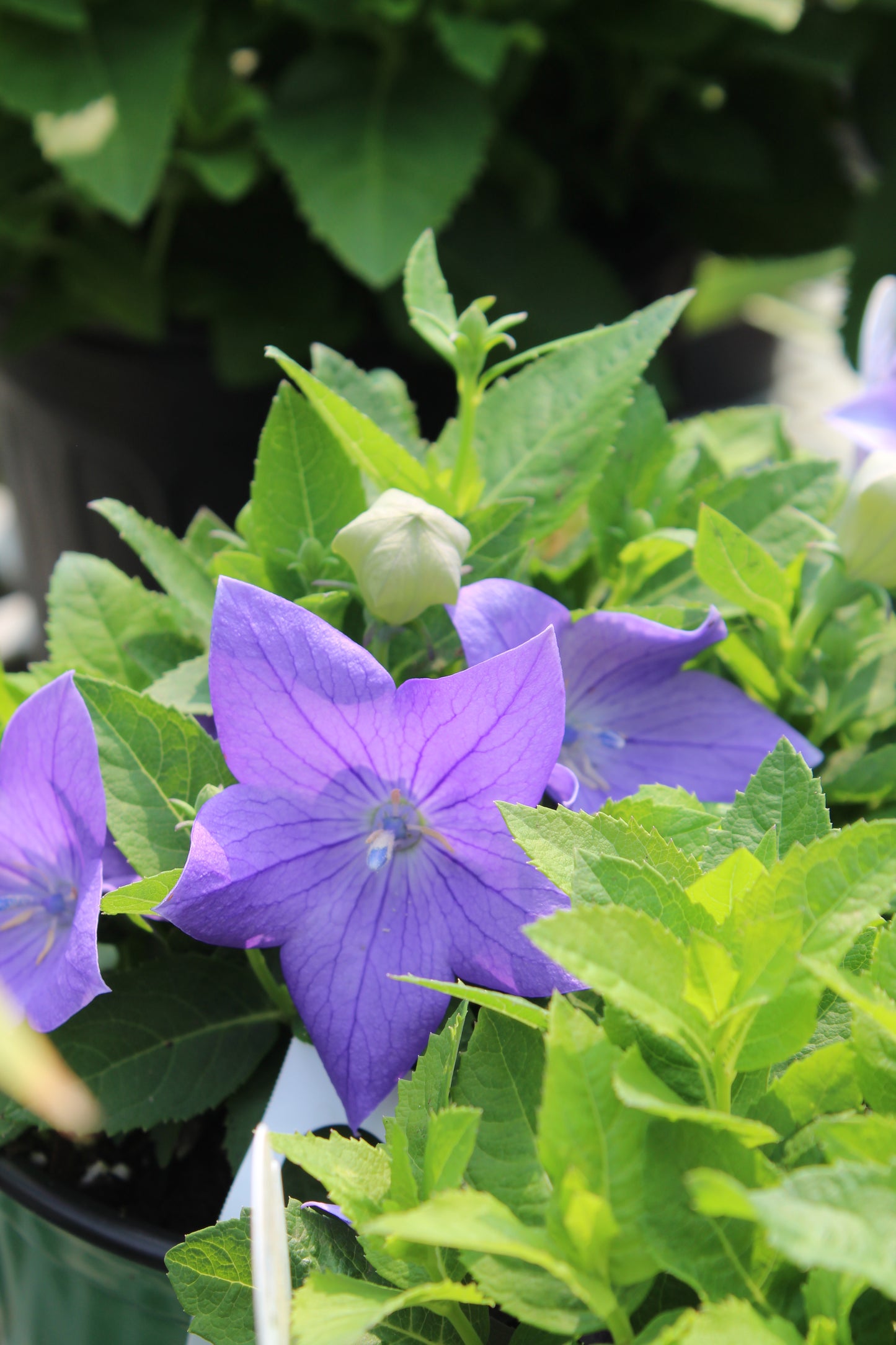 Platycodon Sentimental Blue