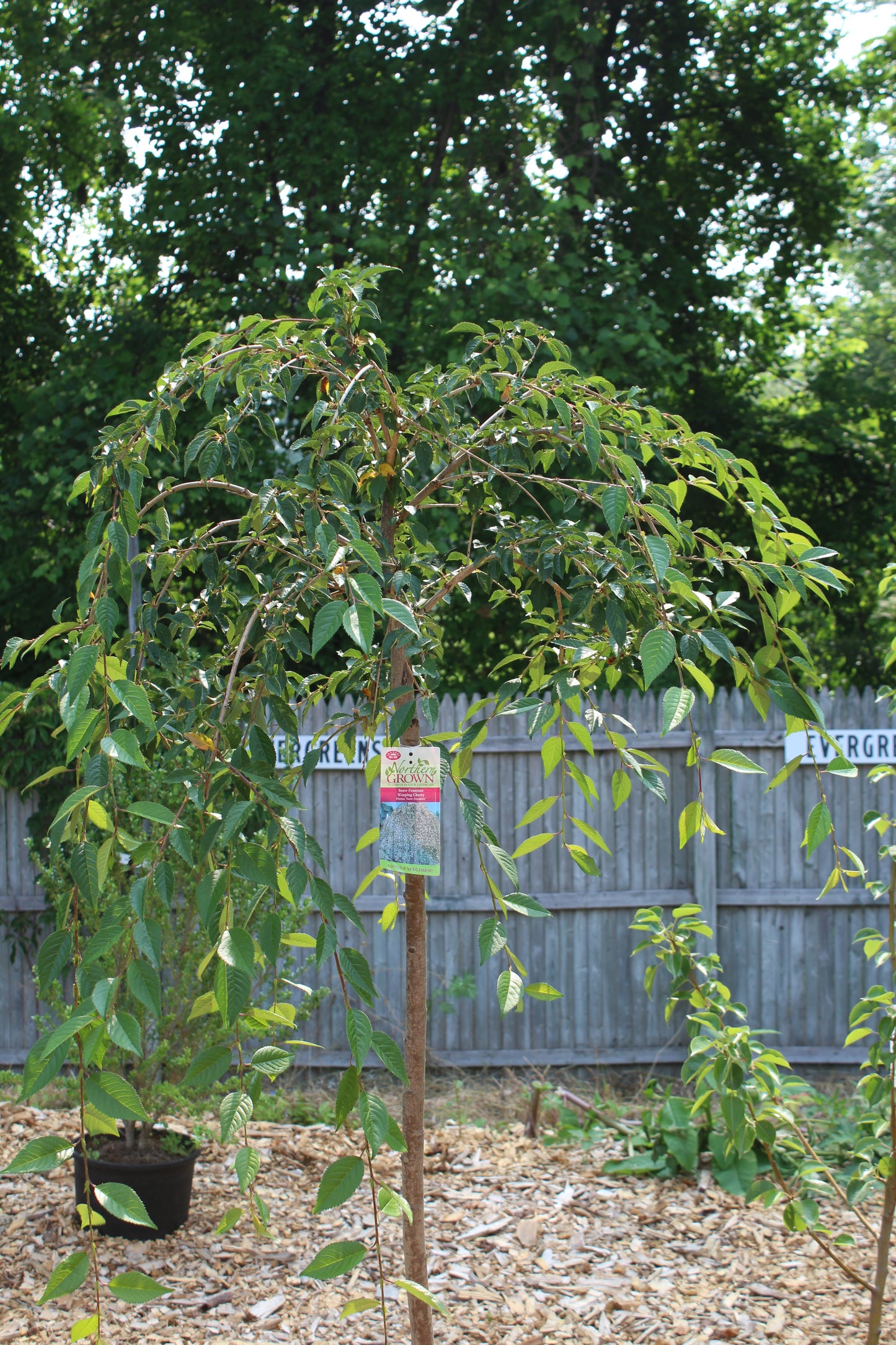 PRUNUS SNOW FNT 4 FT 7g