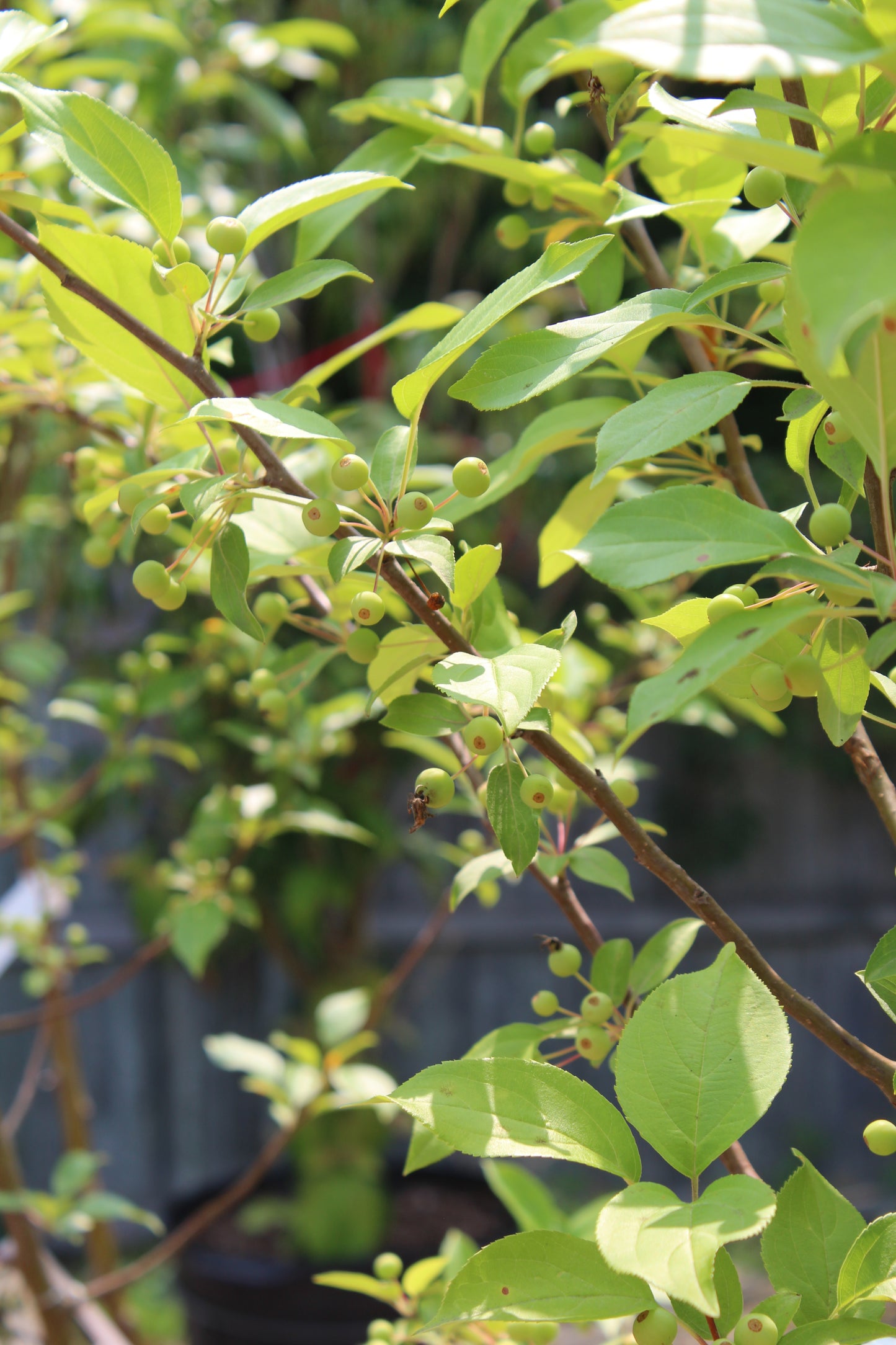 Malus Snowdrift (crabapple) 7g
