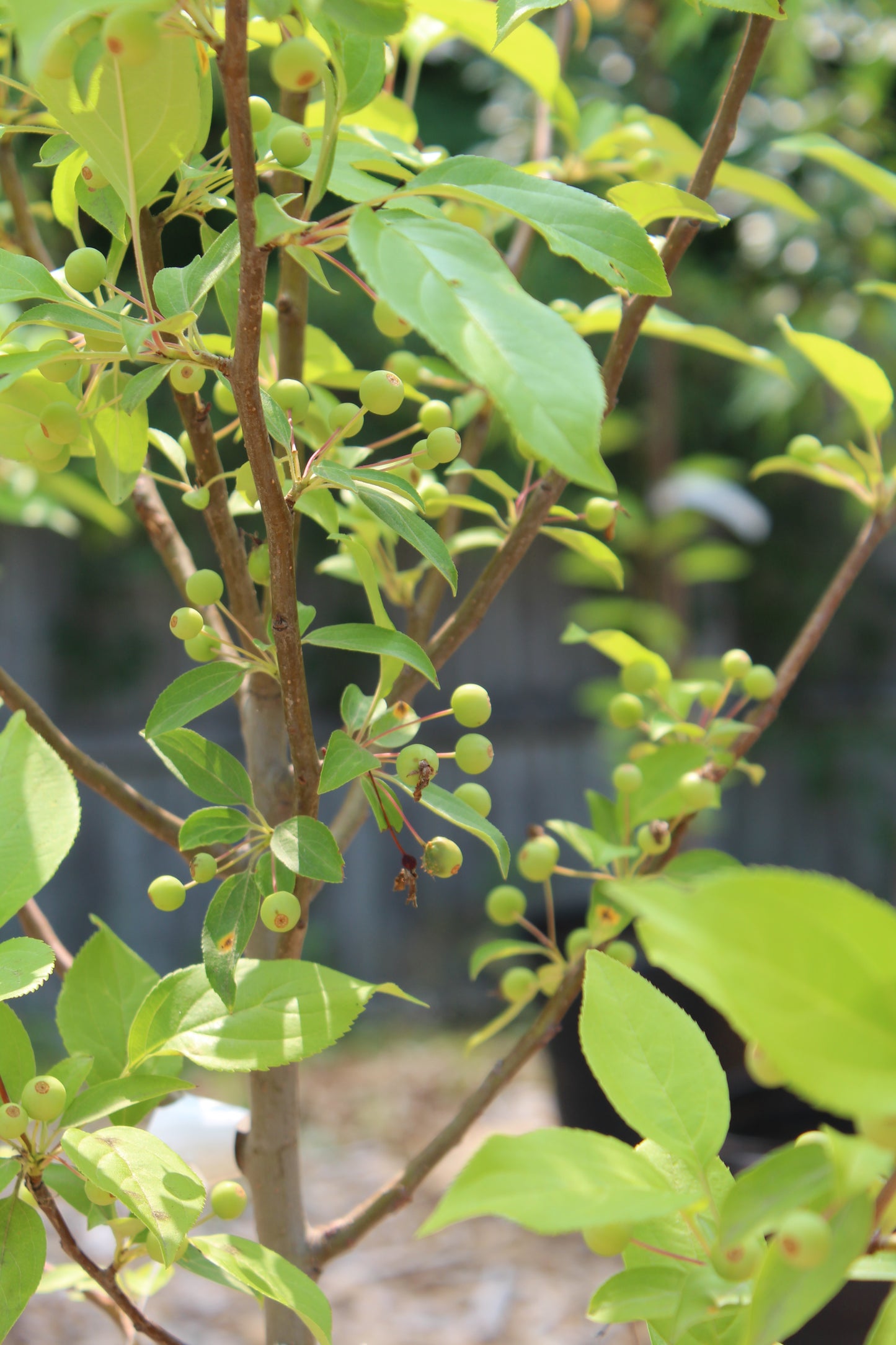 Malus Snowdrift (crabapple) 7g