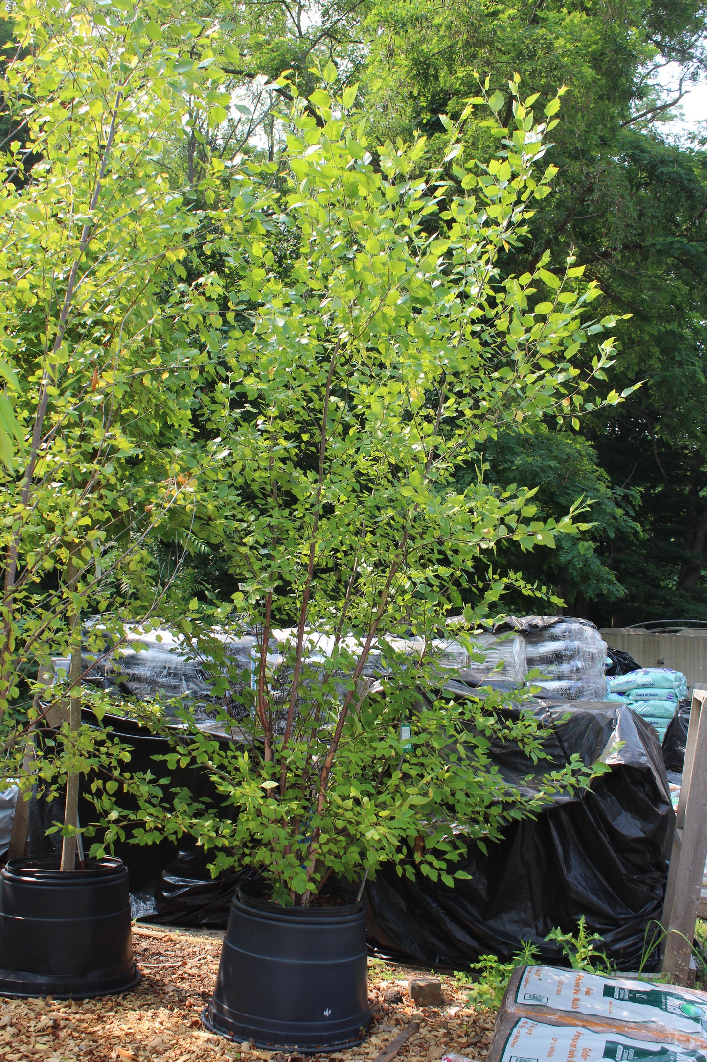 Betula nigra Heritage 15gal