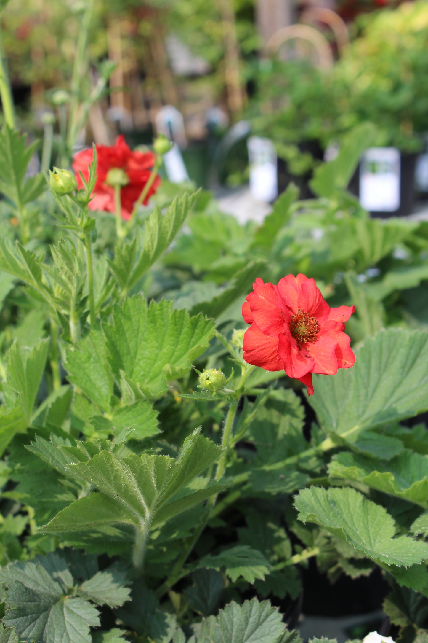 Geum Blazing Sunset 1g