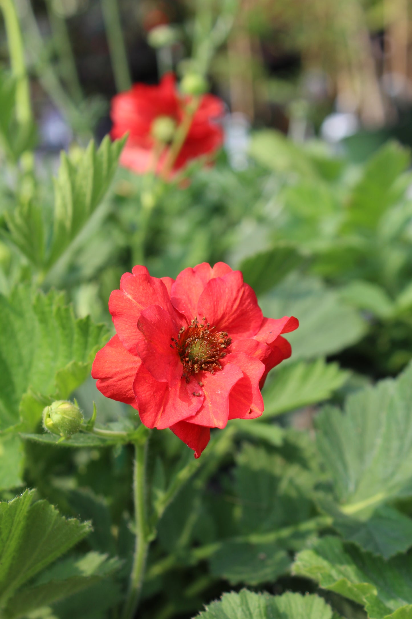 Geum Blazing Sunset 1g