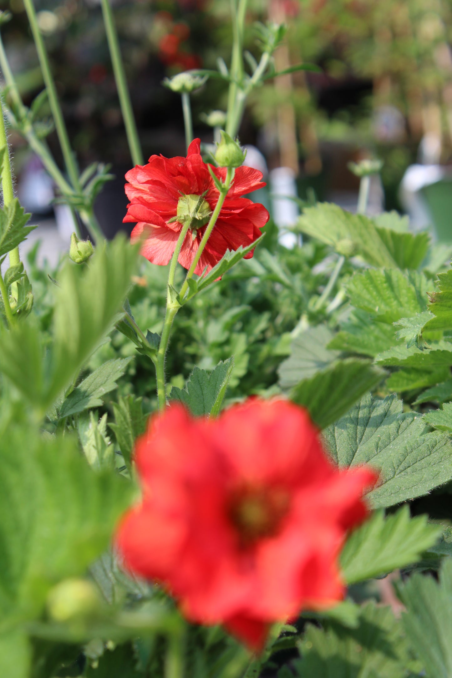 Geum Blazing Sunset 1g