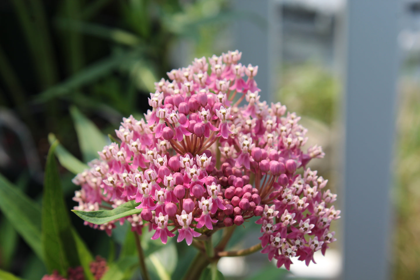 ASCLEPIAS incarnata Cinderella 1g