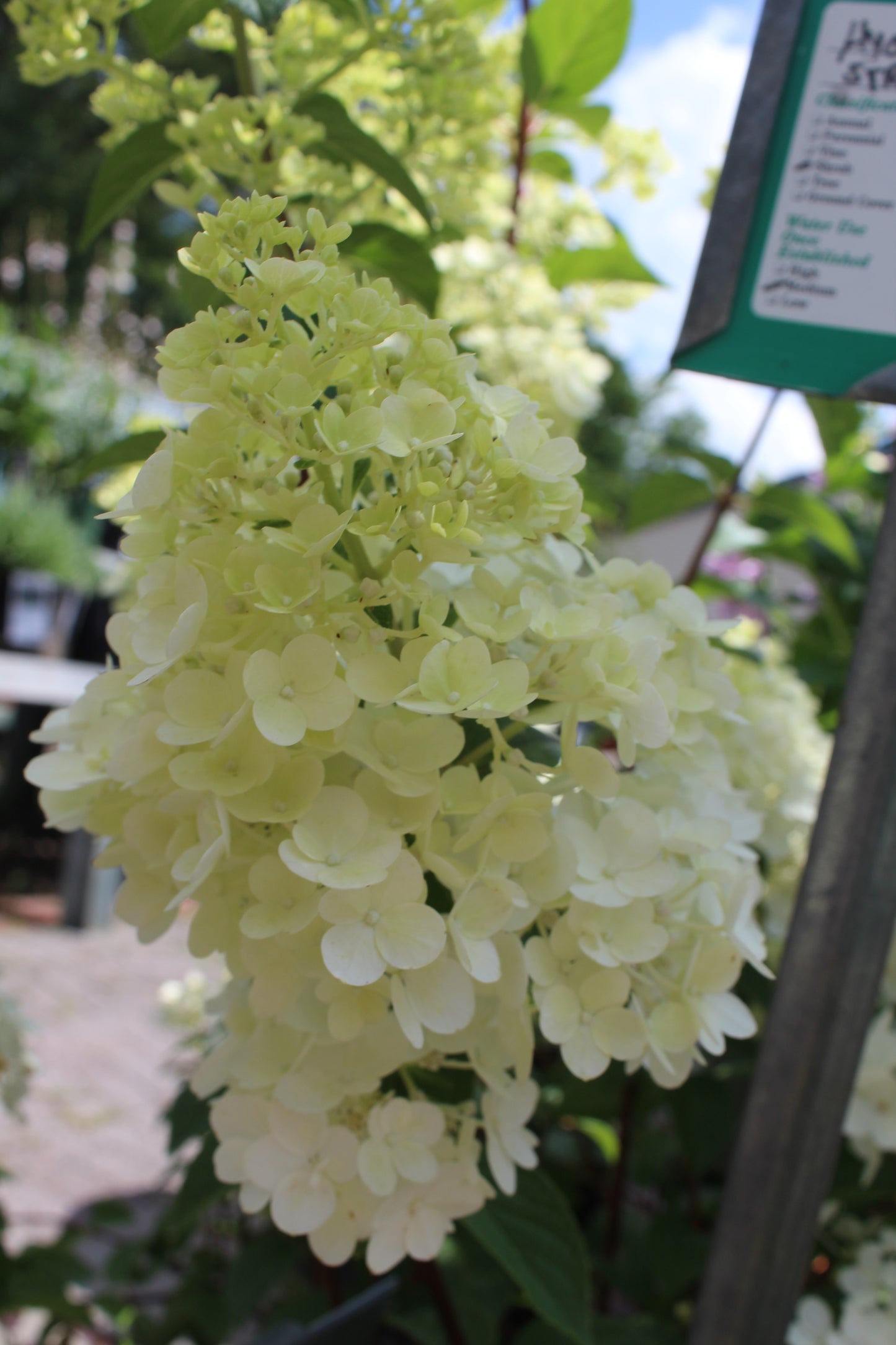 HYDRANGEA PAN. `STRBRRY SND