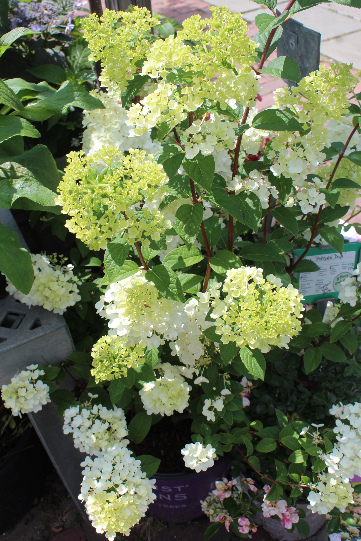 HYDRANGEA PAN. `STRBRRY SND