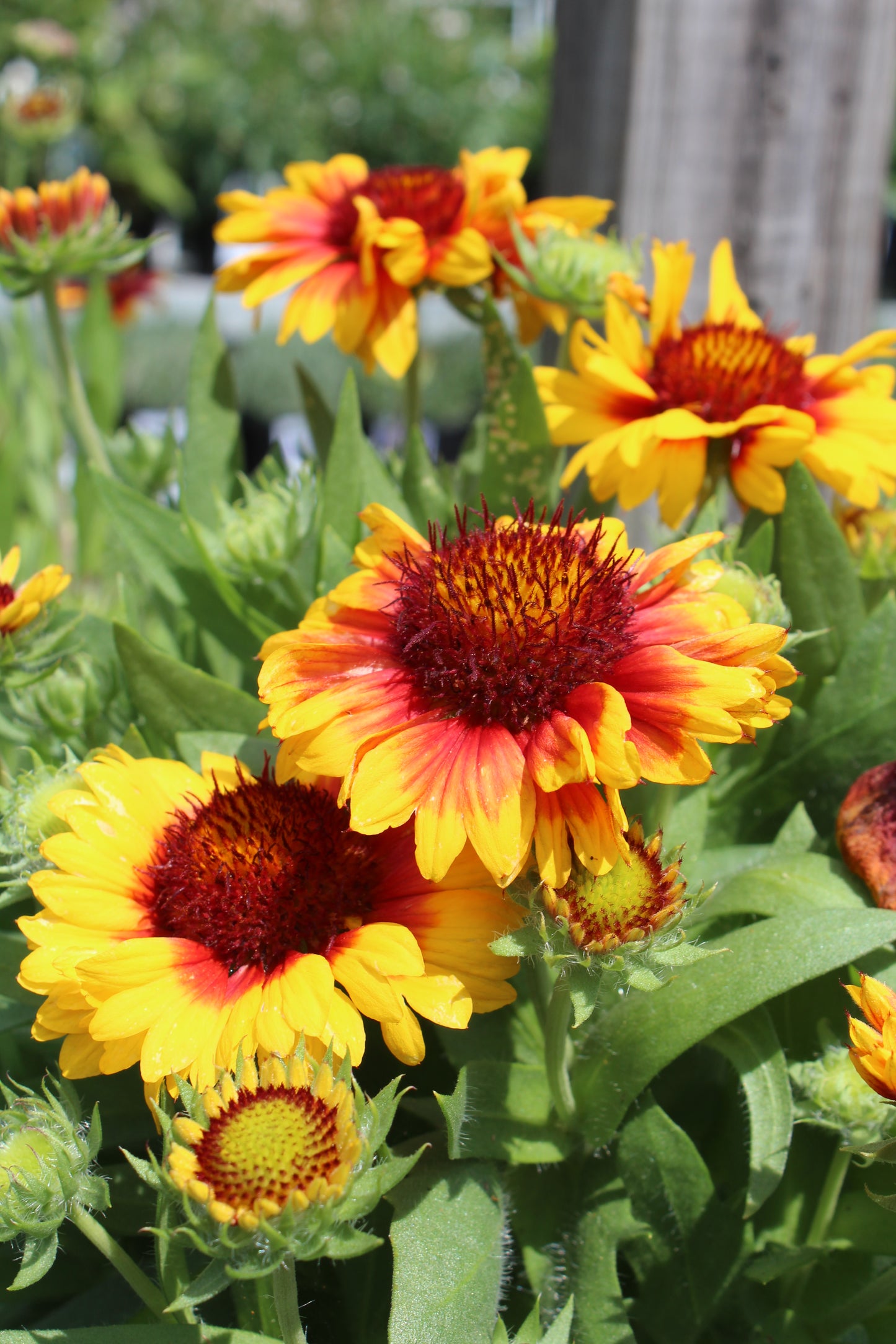 Gaillardia Mesa Bicolor 1g