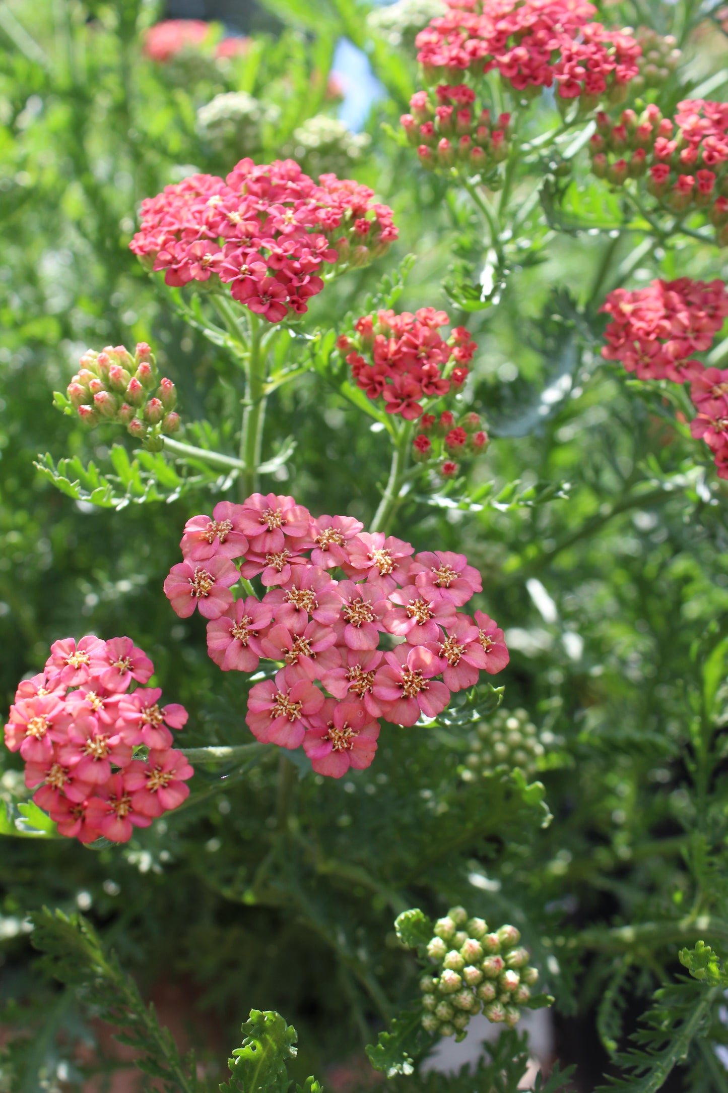 Achillea Apricot Delight 1g