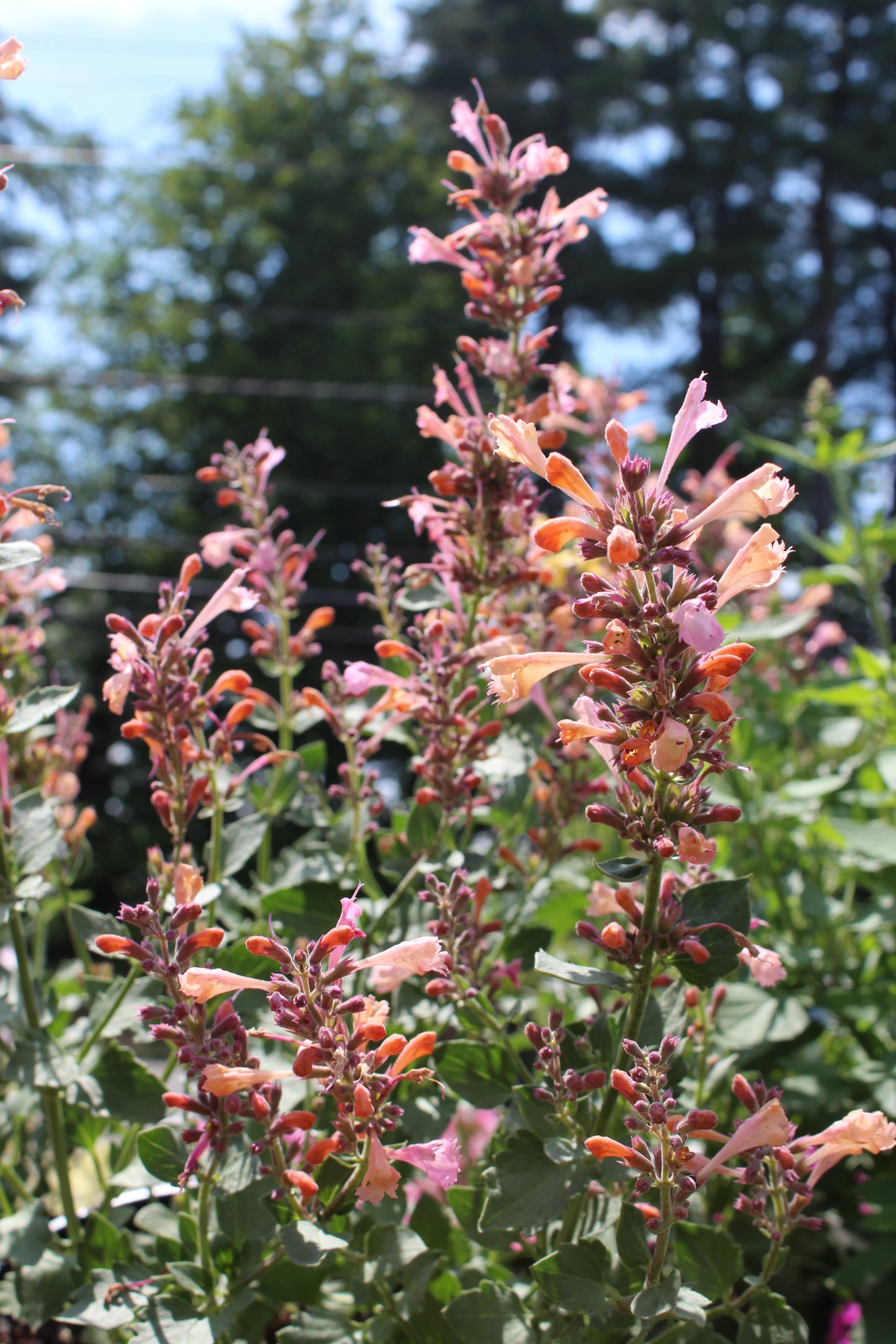 AGASTACHE Kudos Ambrosia 1g