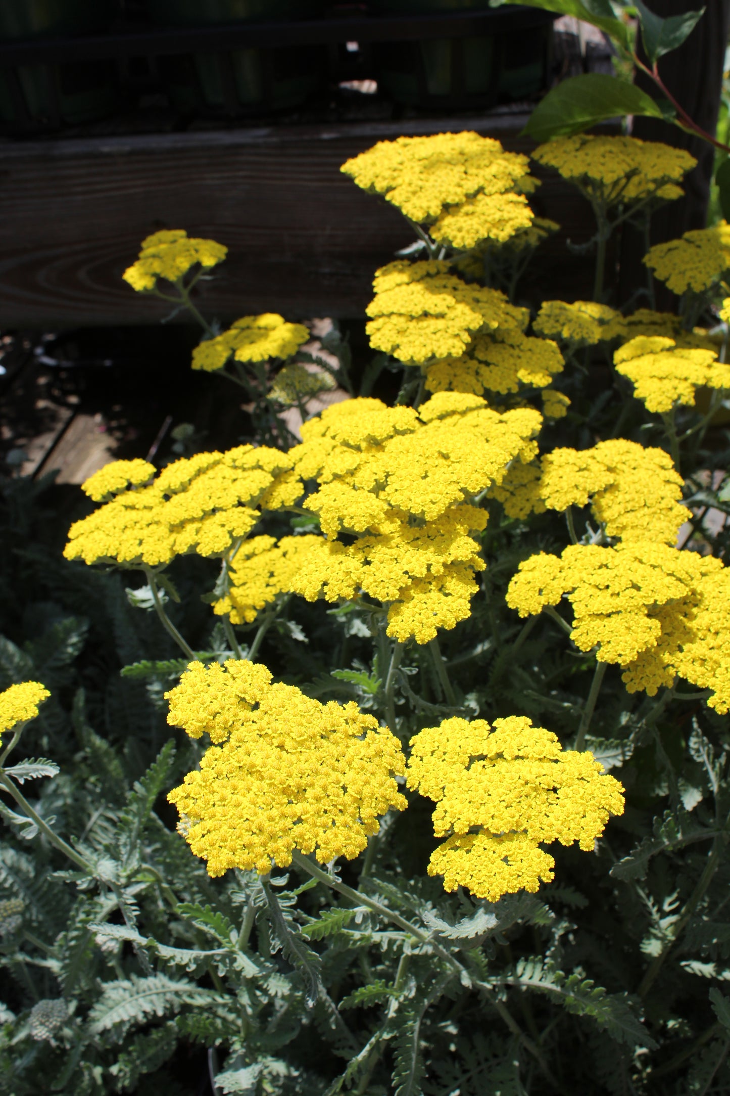 Achillea Moonshine 1g