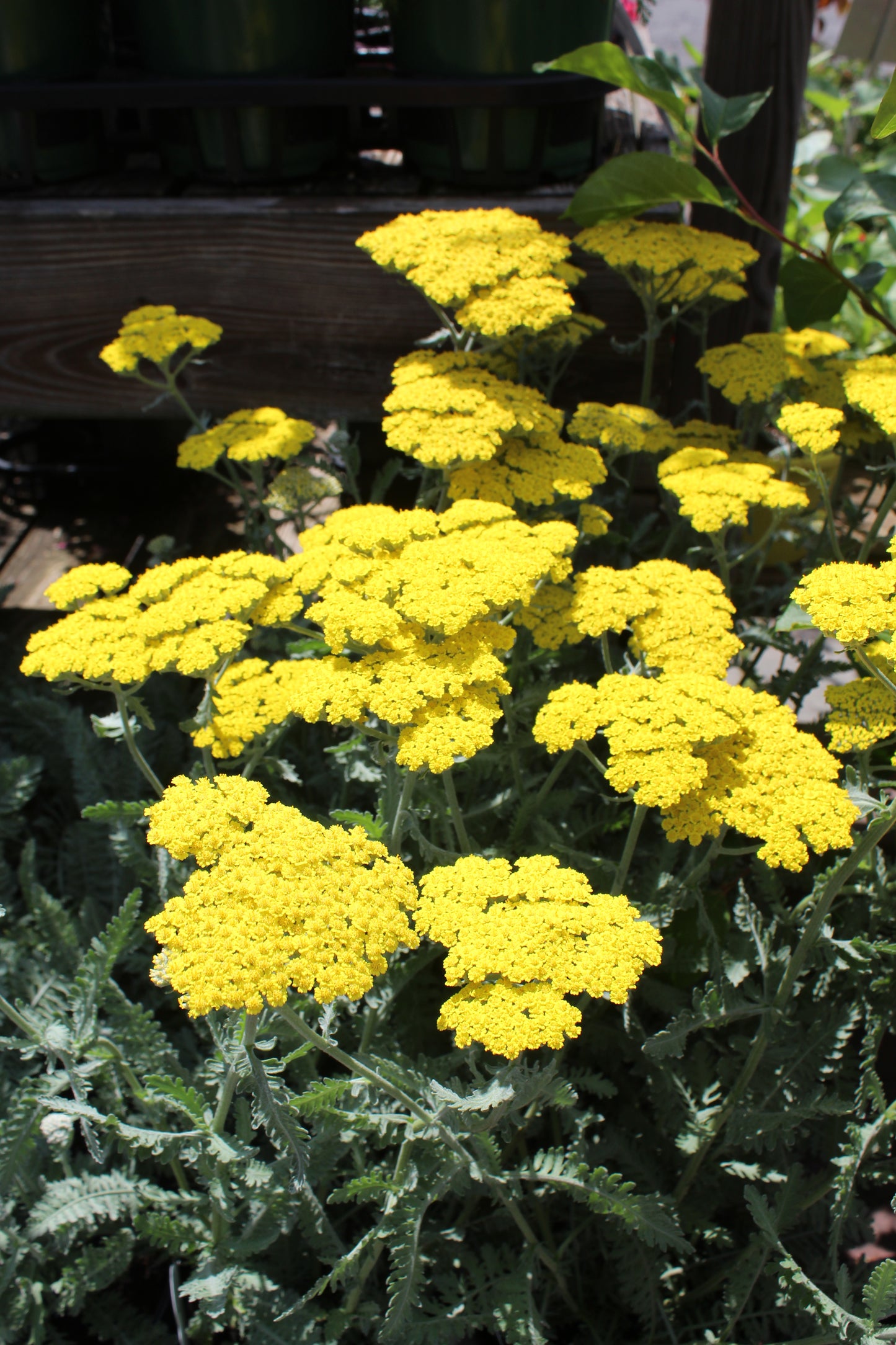 ACHILLEA Moonshine 1g