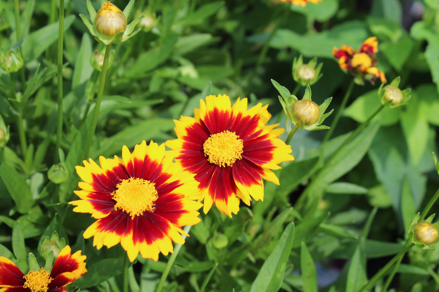 COREOPSIS Uptick Red 1g