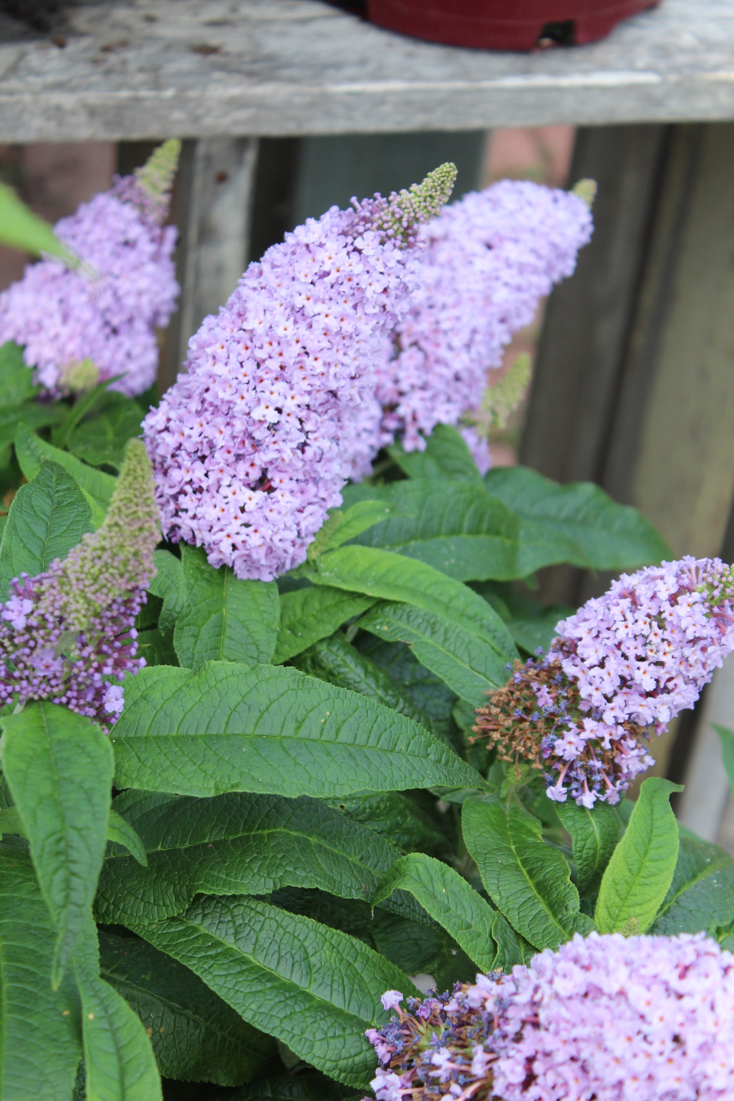 Buddleia Pugster® Amethyst 3g
