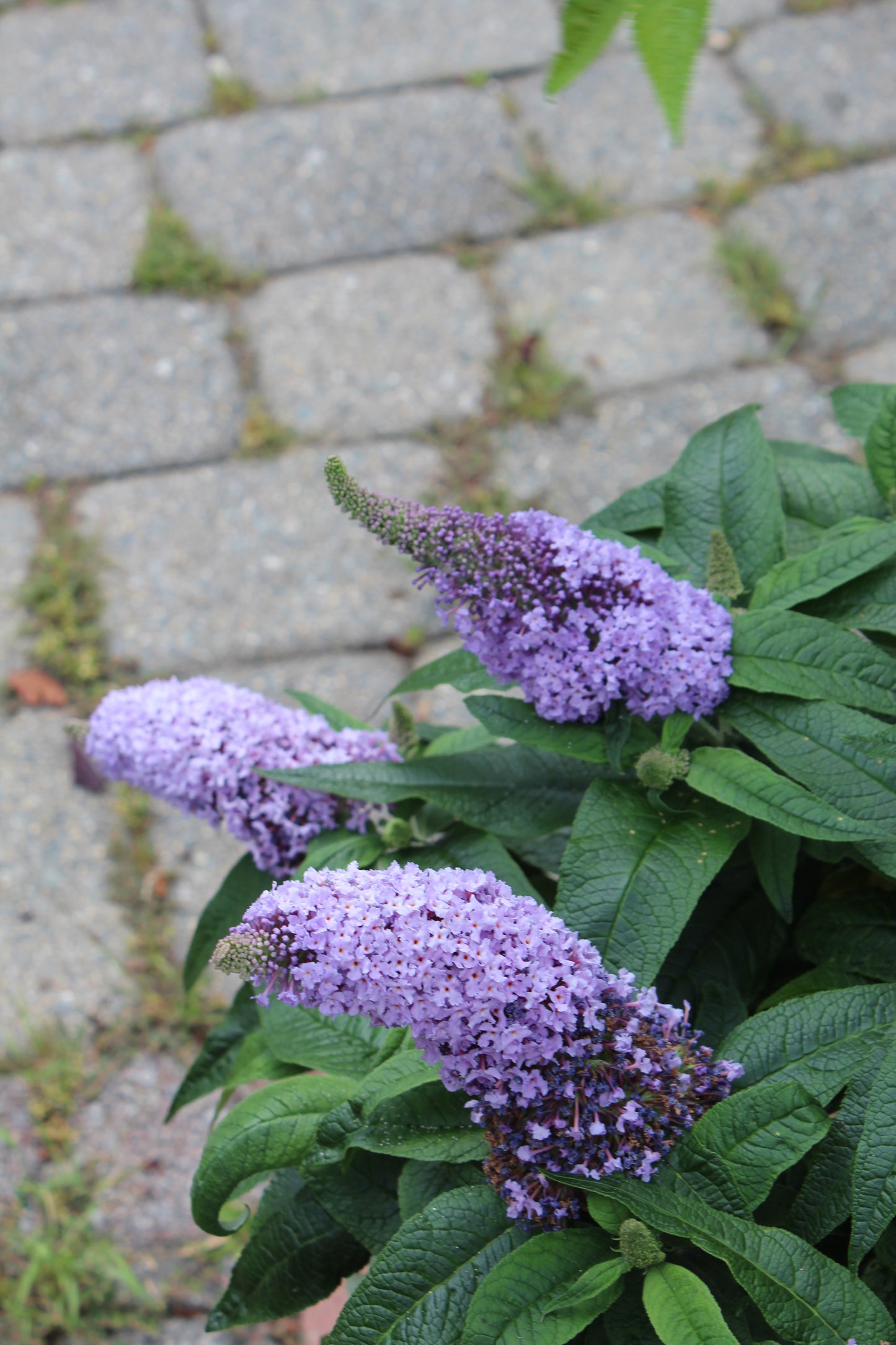 BUDDLEIA PUGSTER AMETHYST 3g