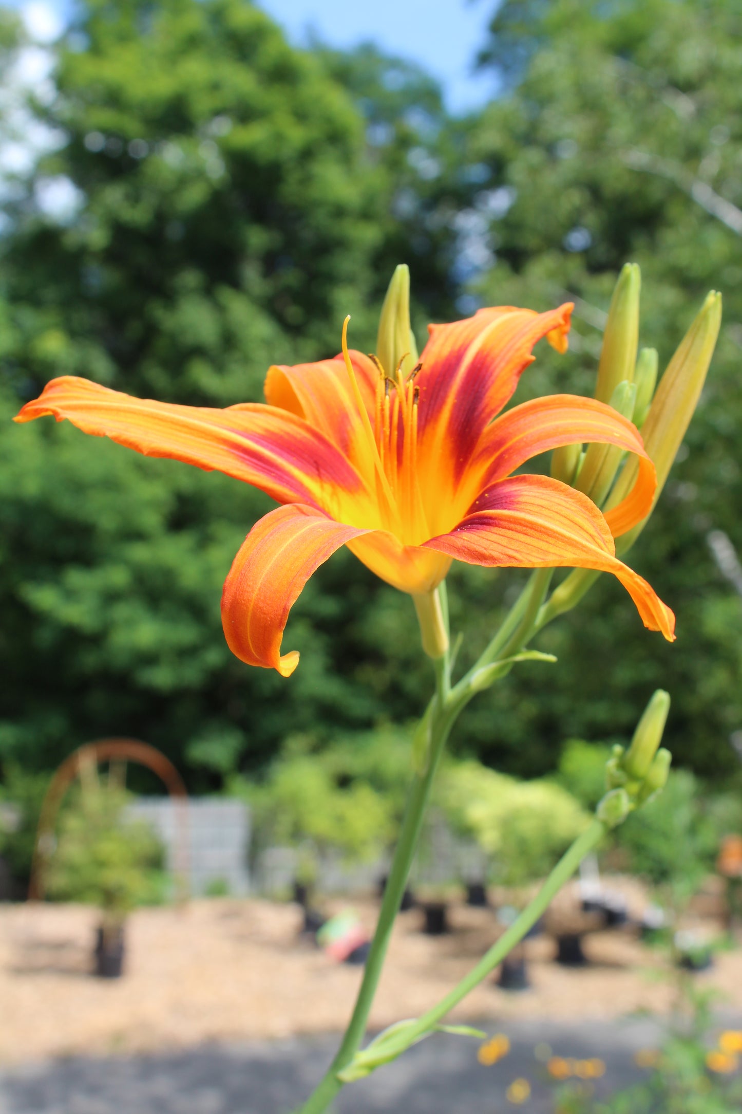 Hemerocallis Rajah