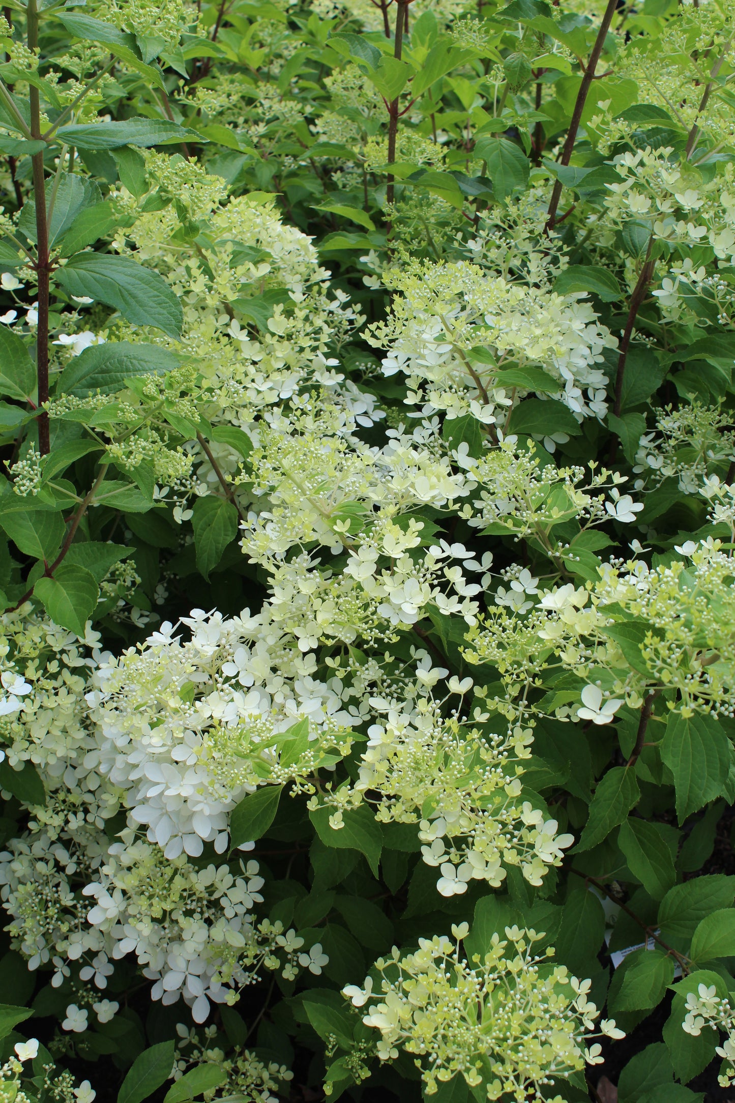 Hydrangea Phantom 7g