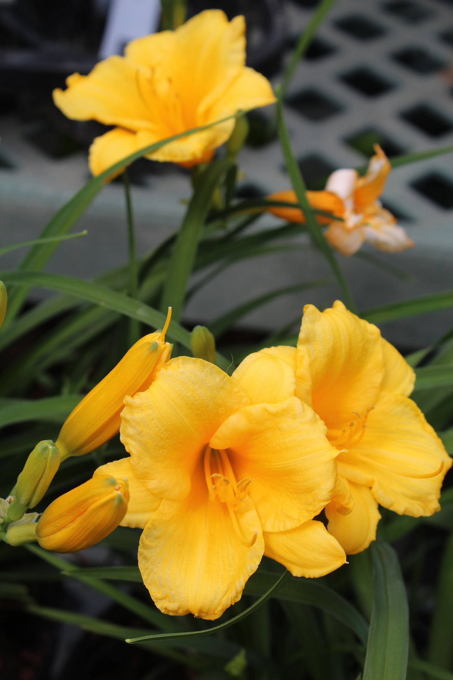 Hemerocallis Stella