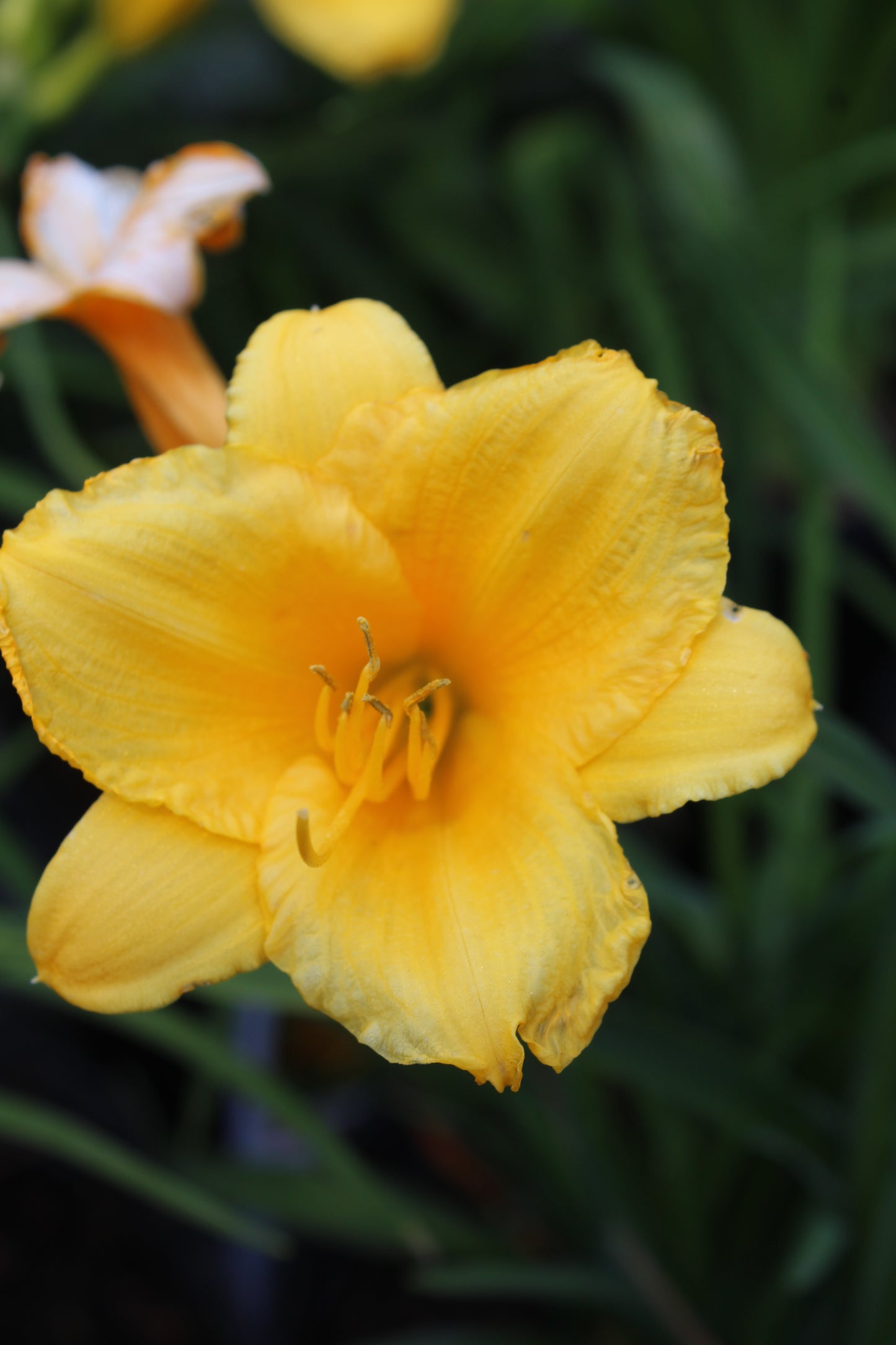 Hemerocallis Stella