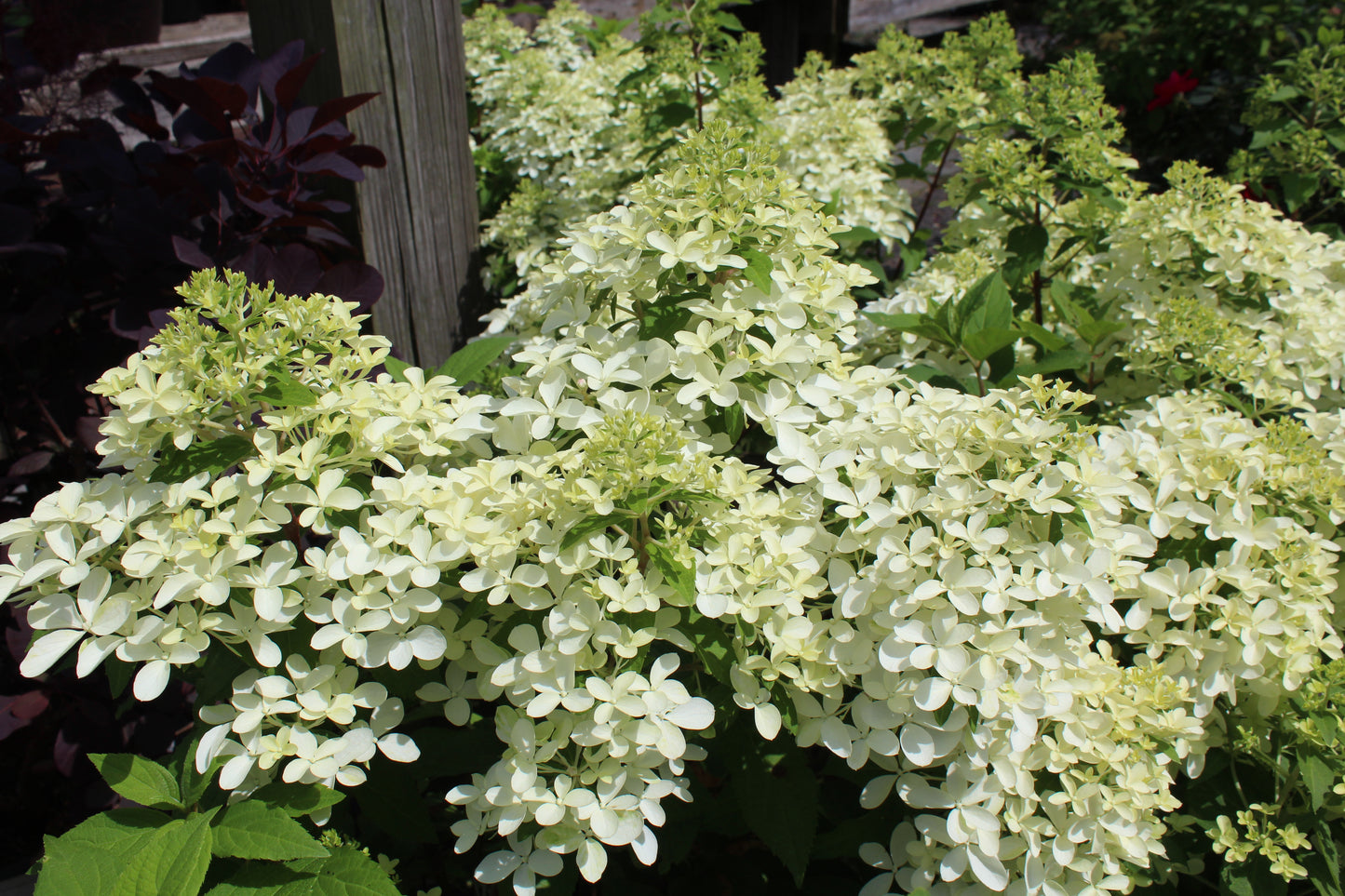 HYDRANGEA PAN. QUICK FIRE FAB 3g