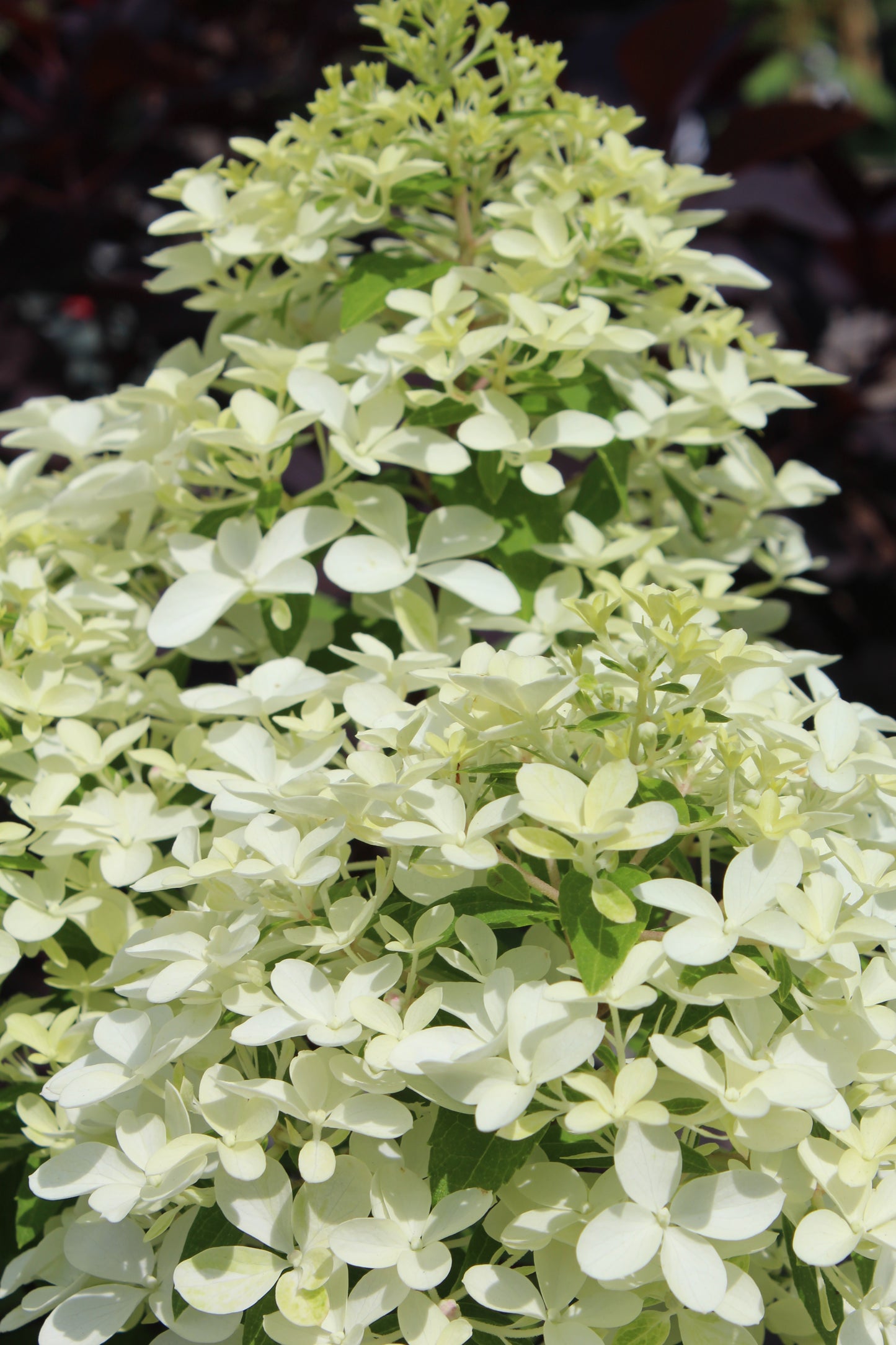 HYDRANGEA PAN. QUICK FIRE FAB 3g