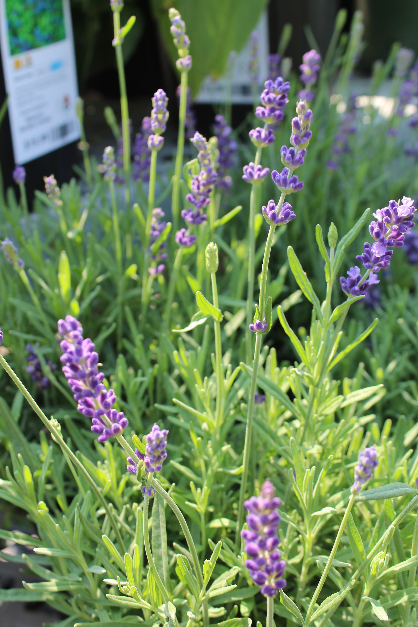 Lavender Hidcote quart
