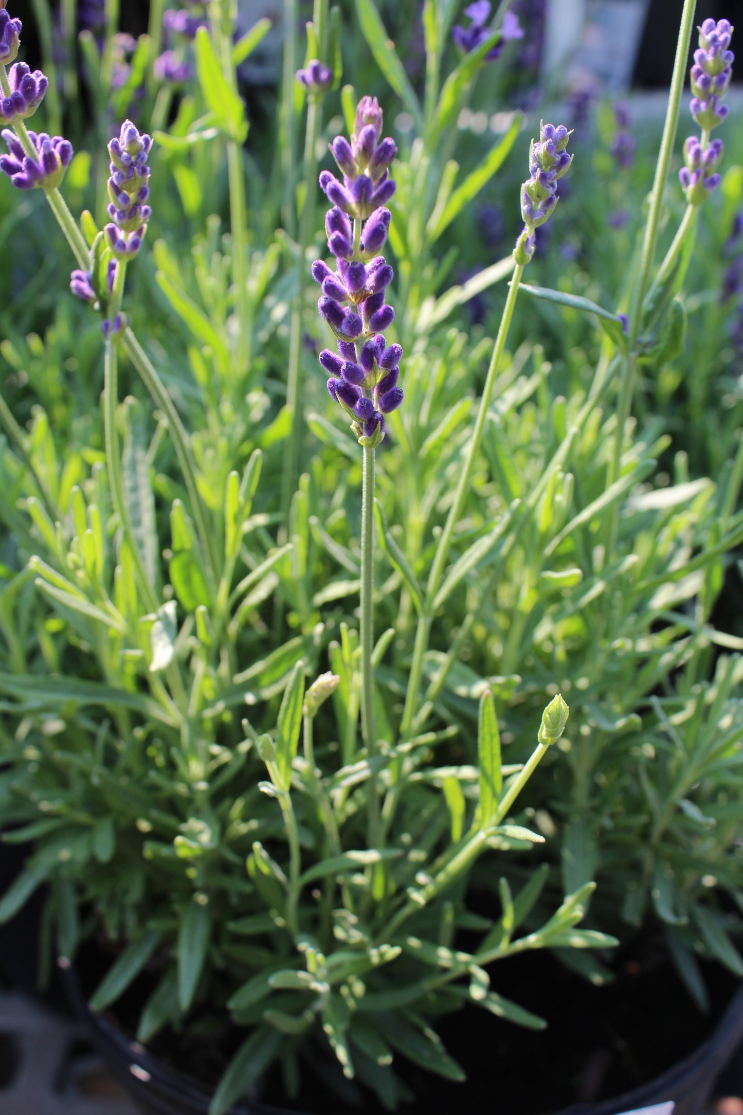 Lavender Hidcote quart