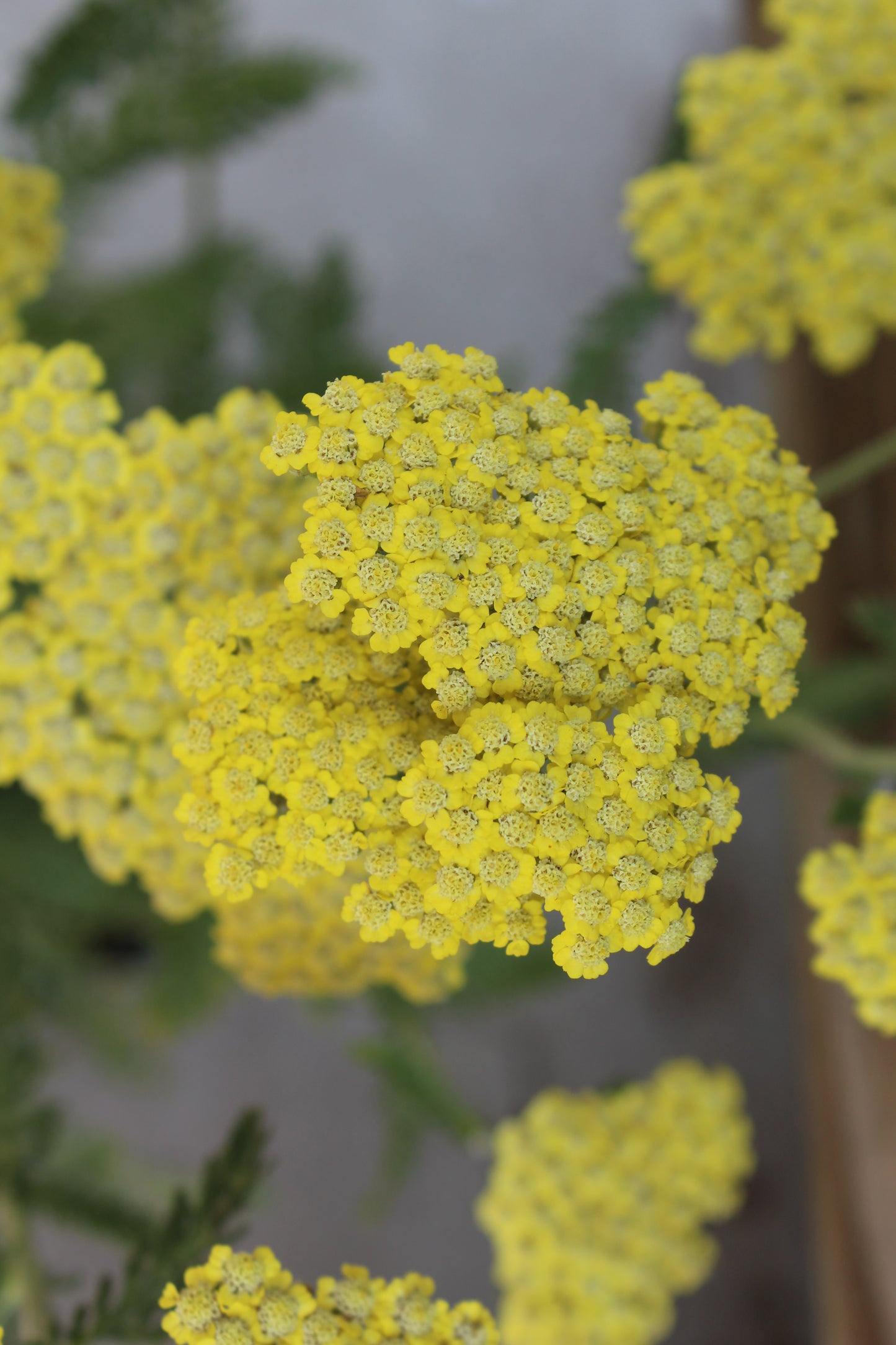 ACHILLEA Sassy Summer Silver 1g