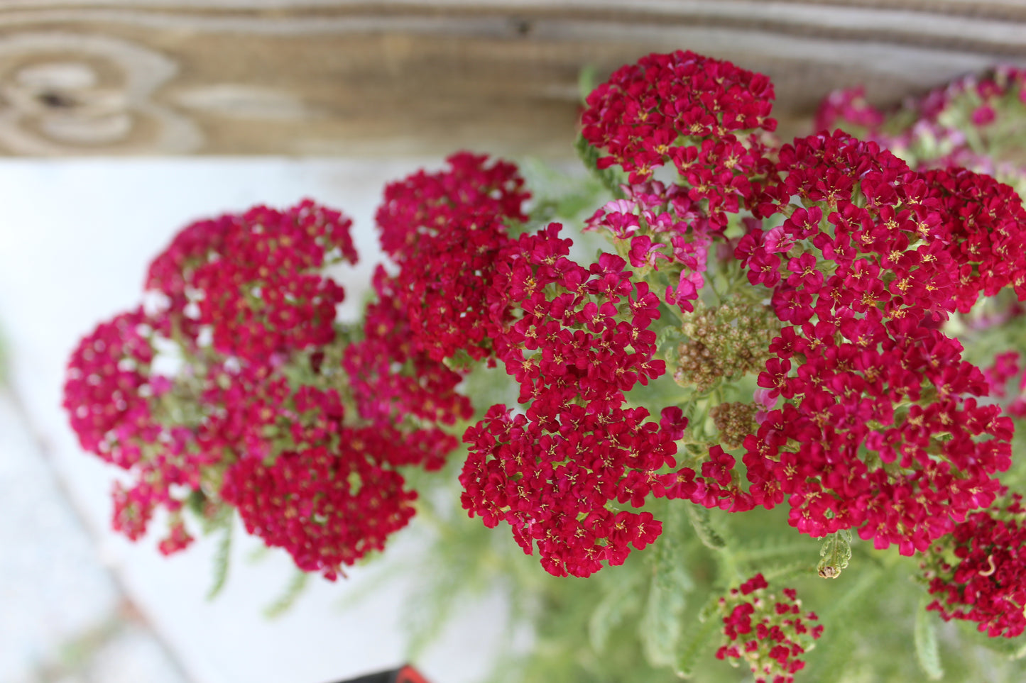 ACHILLEA Pomegranate 1g