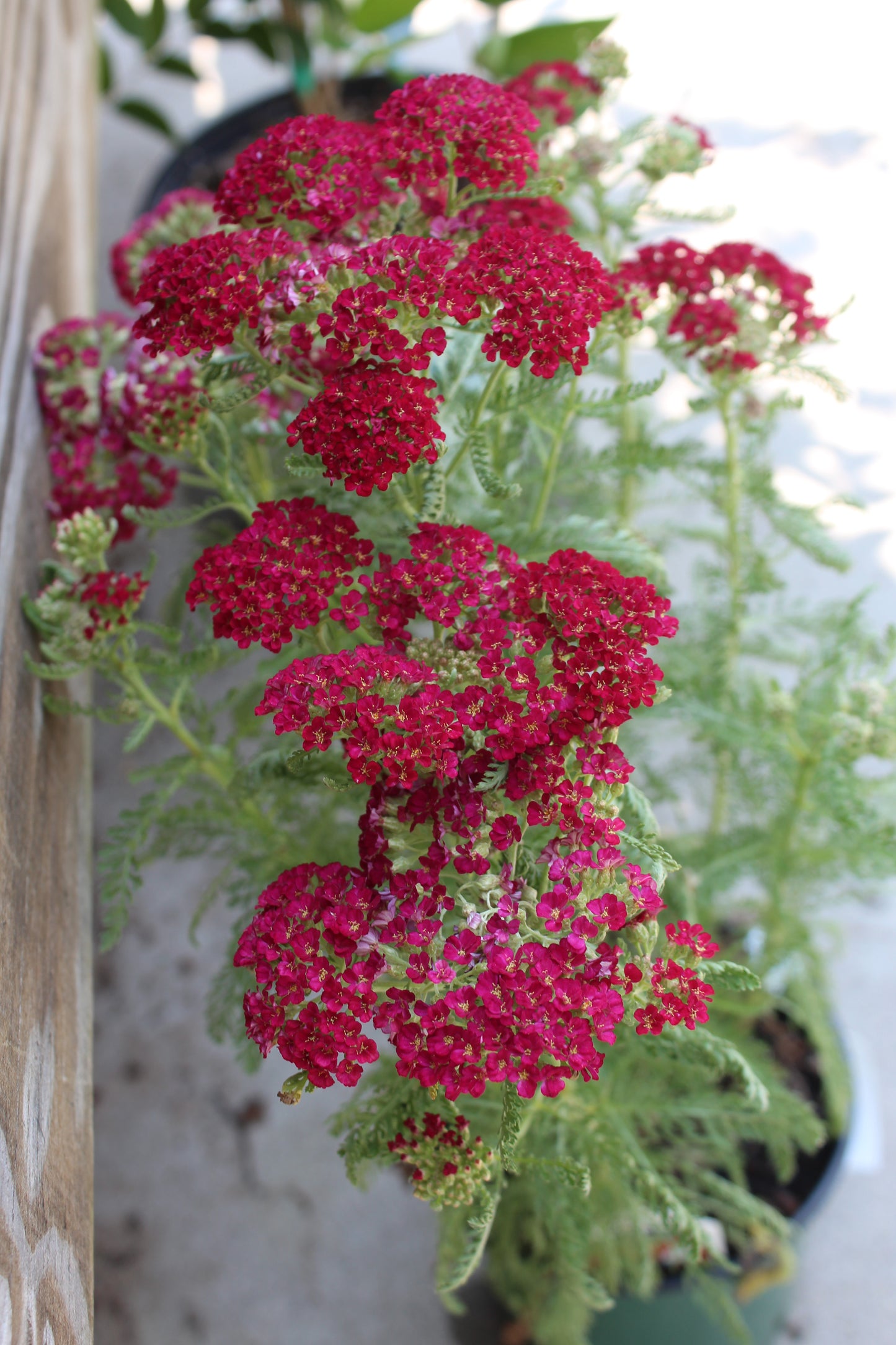 Achillea Pomegranate