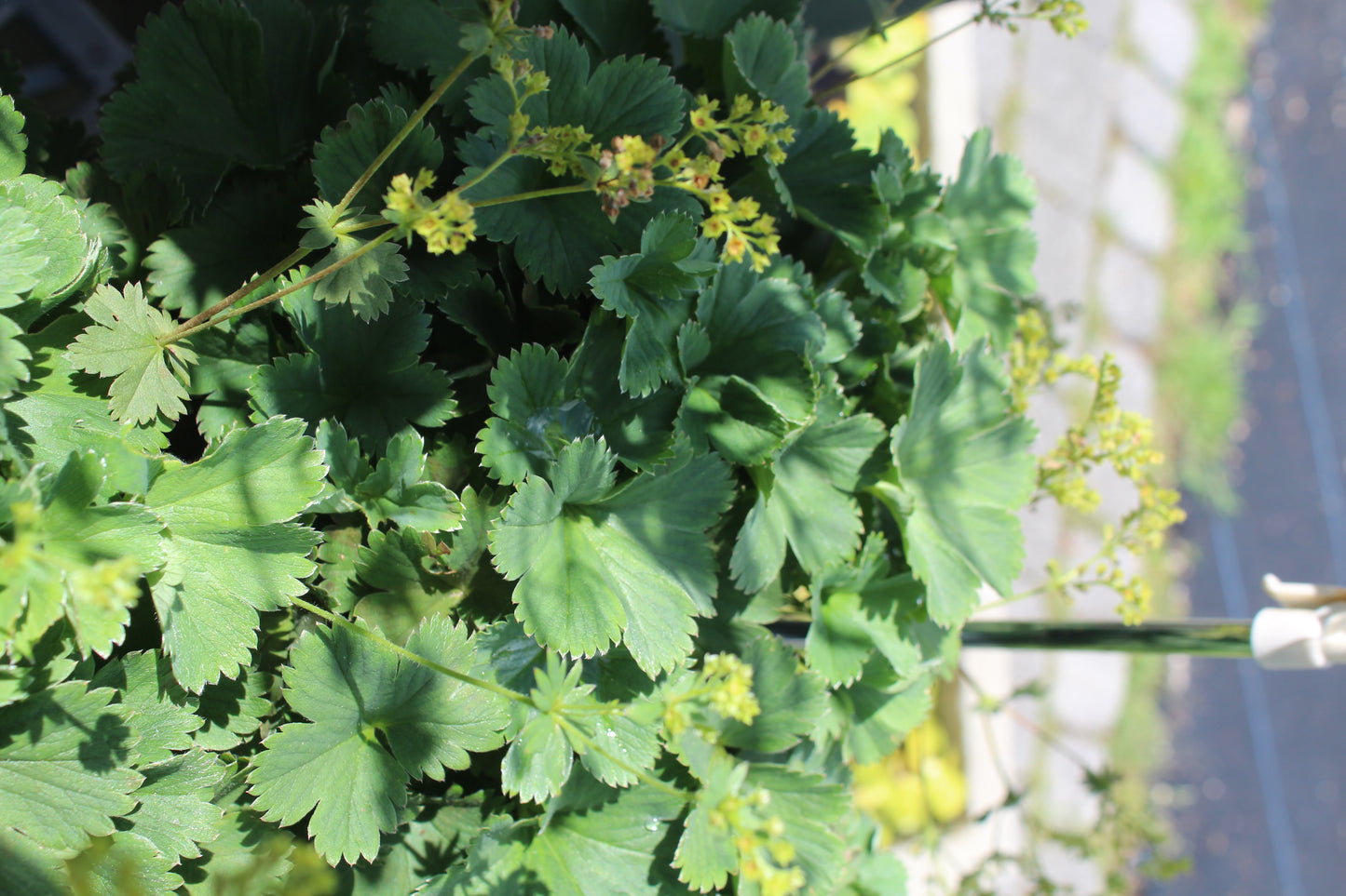ALCHEMILLA erythropoda 1g
