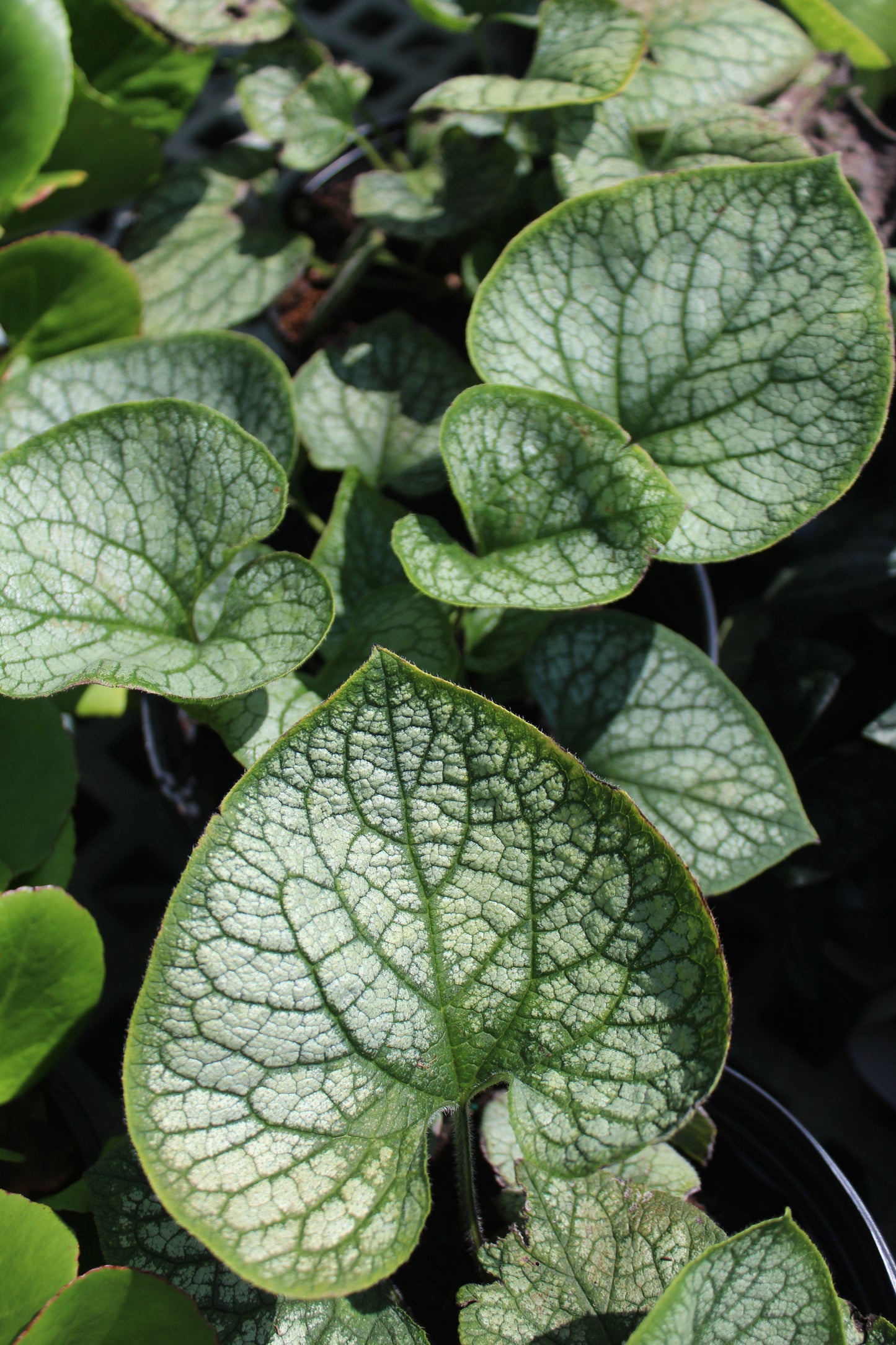 Brunnera jack frost 1g